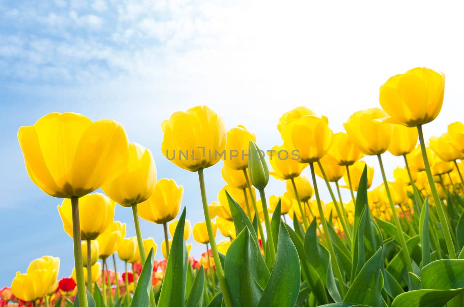 low angle view of a field with beautiful yellow tulips
