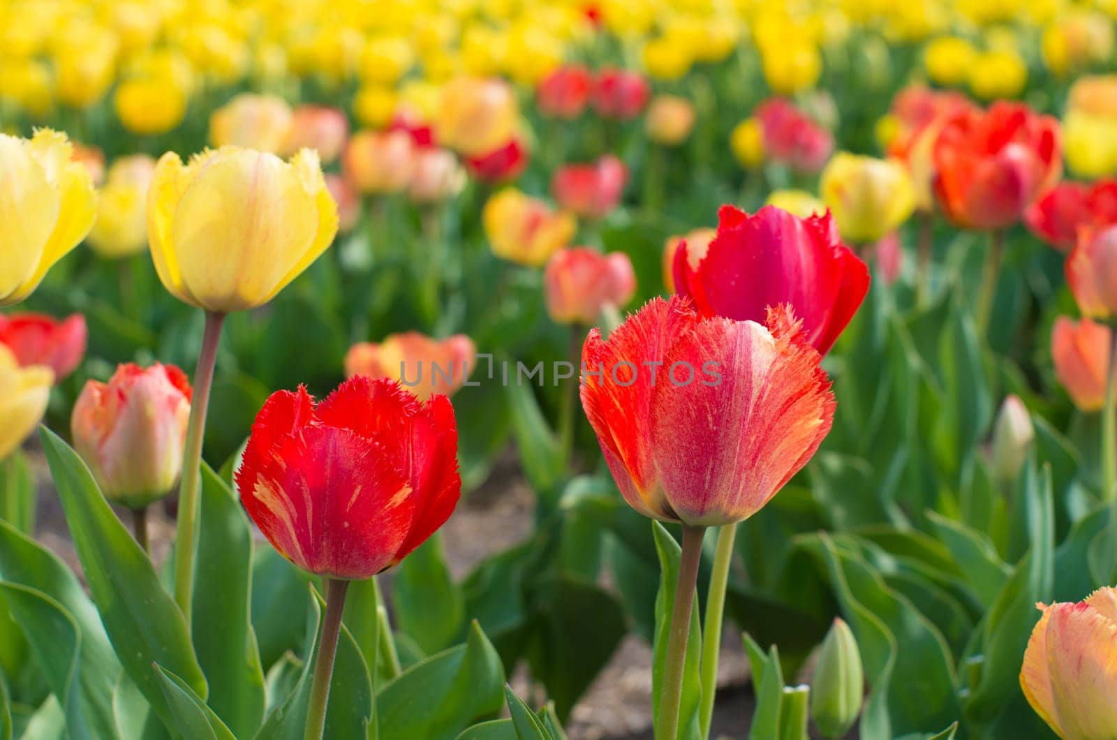 close-up of blooming tulips in a garden