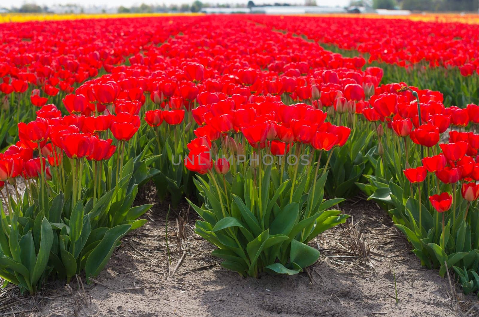 field with red tulips in the netherlands