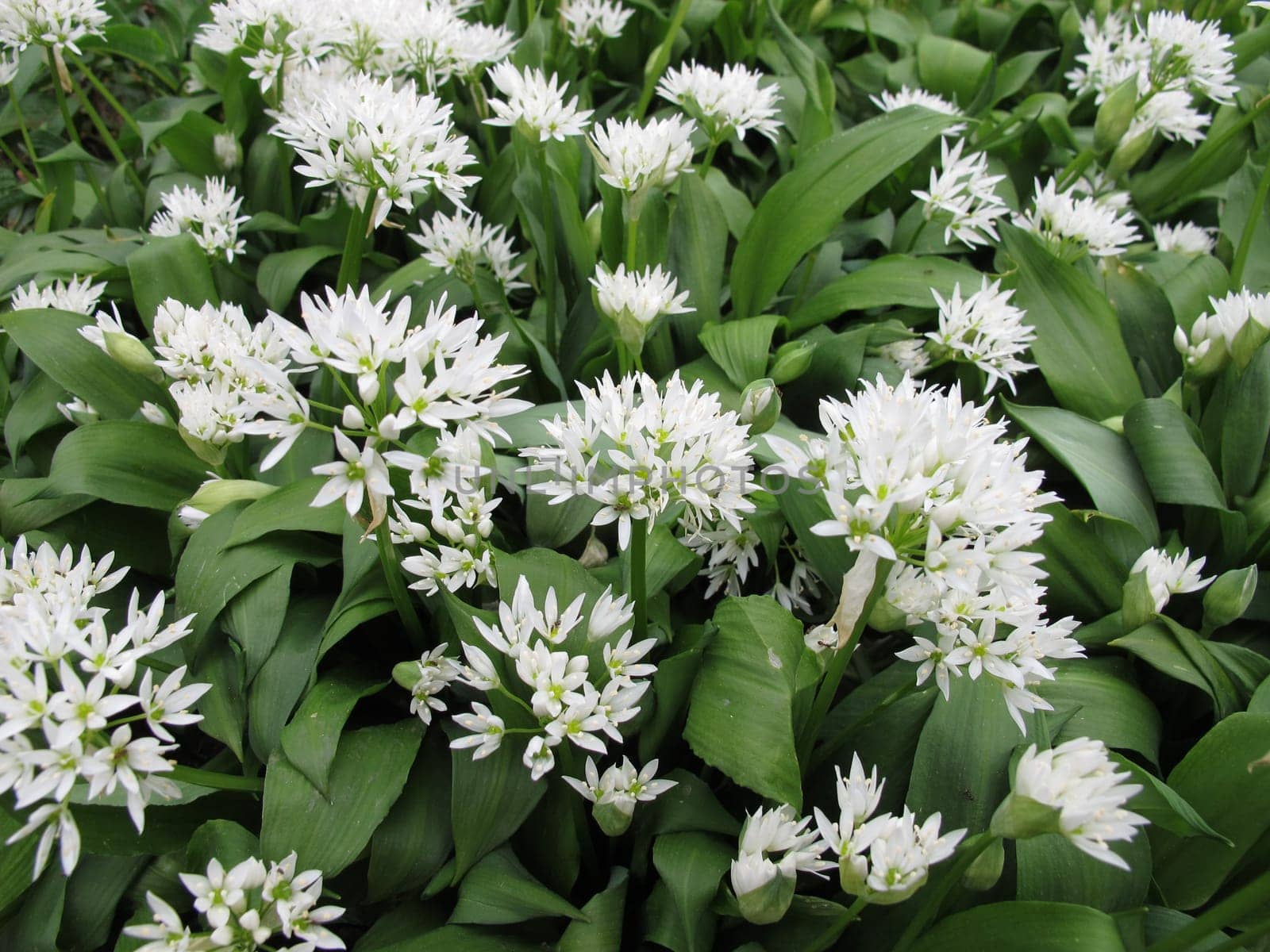 Blooming wild garlic