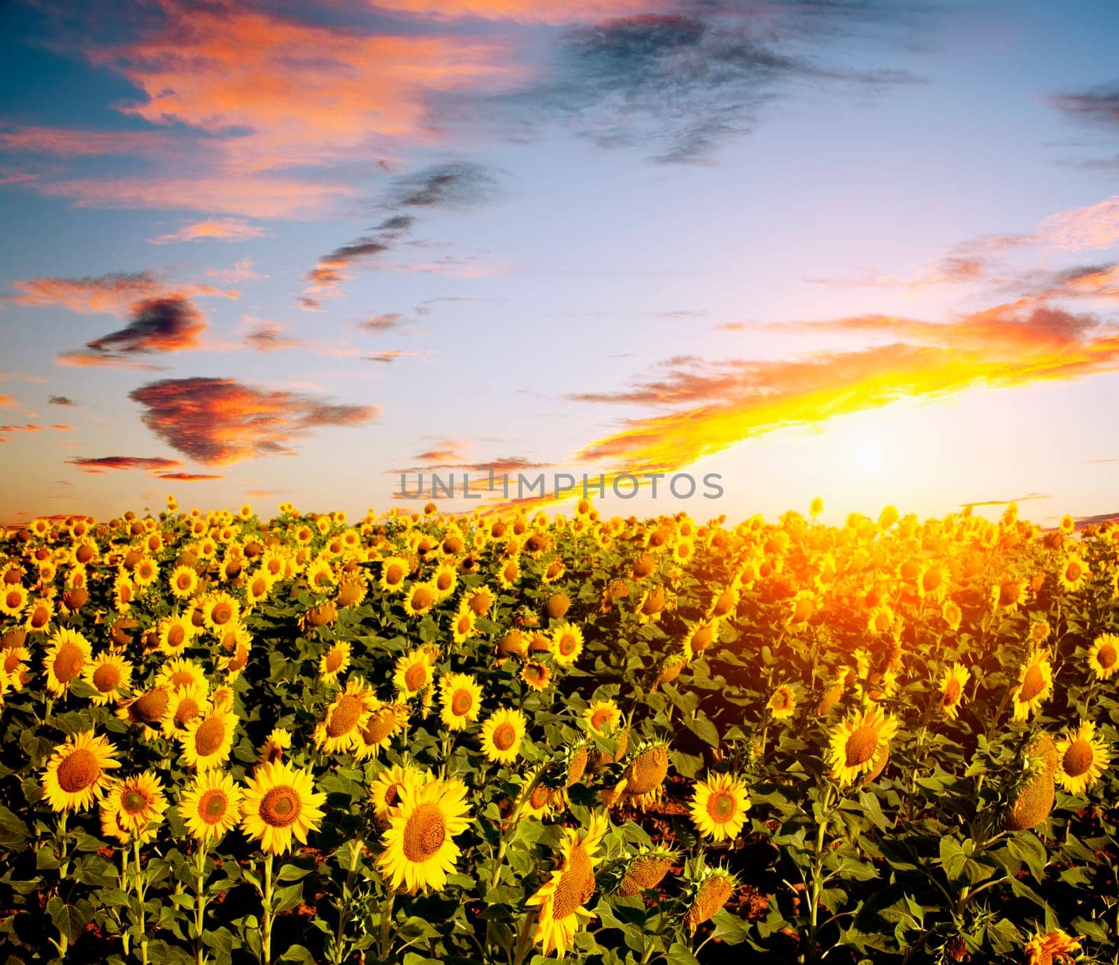 View of sunflowers field
