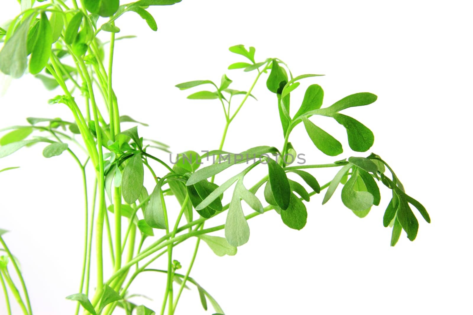 Wine-raw (Ruta graveolens) exempted against a white background