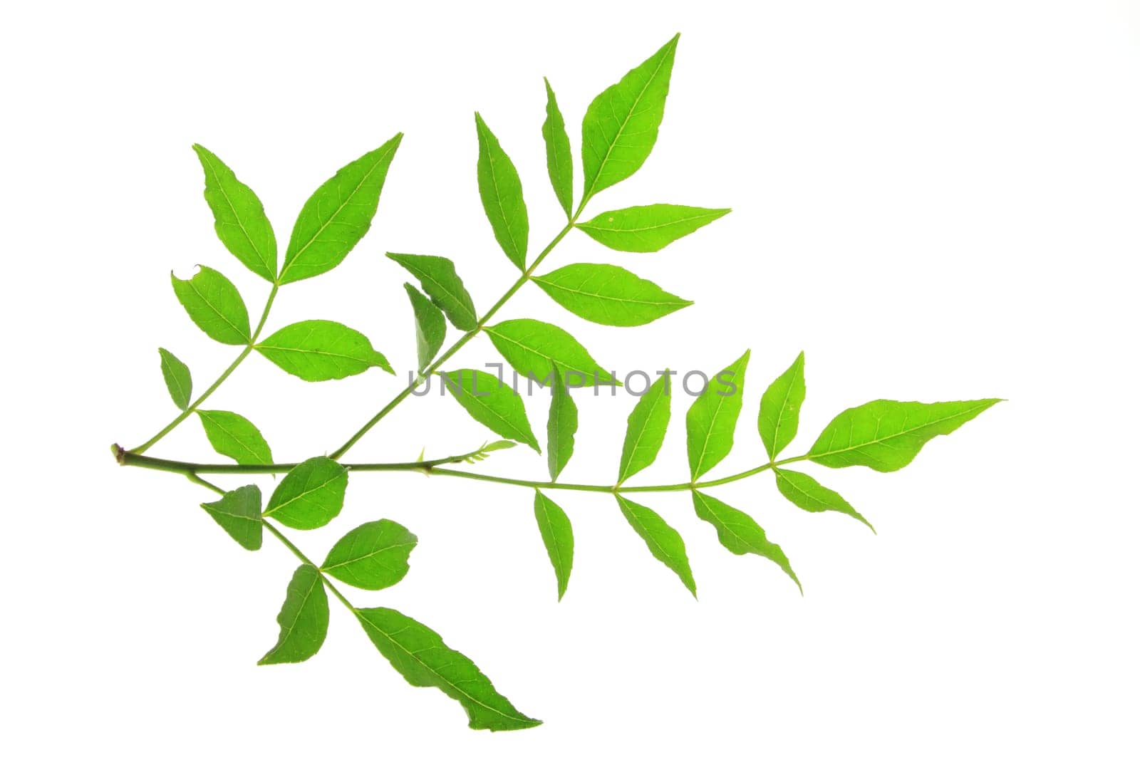 Leaves of Szechuan pepper (Zanthoxylum piperitum) exposed against a white background