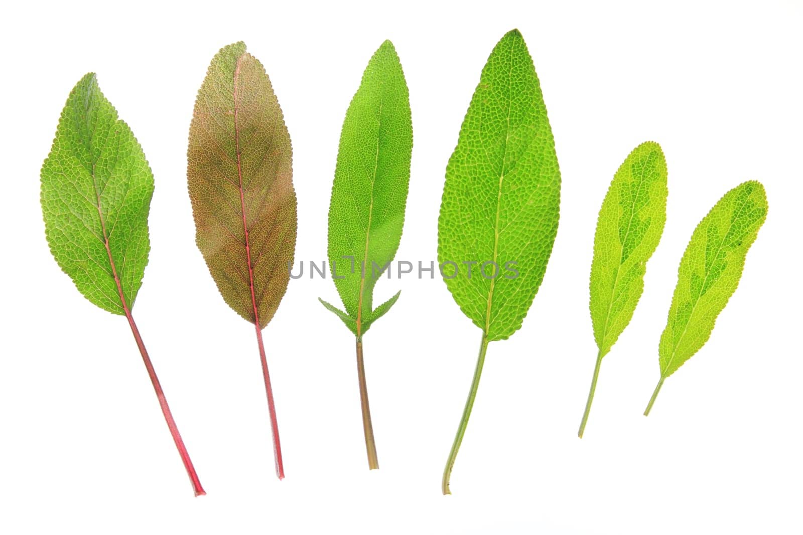 Leaves of different sage species exposed against a white background (Salvia officinalis)
