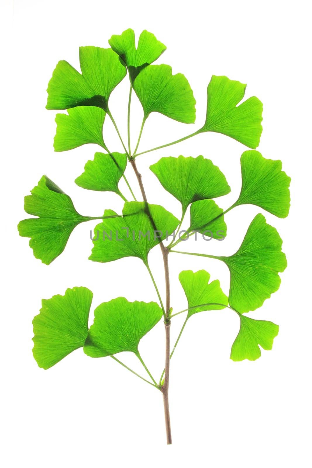 Branch with fresh,green leaves in the spring of the Ginkgo tree (Ginkgo biloba) exposed against a white background