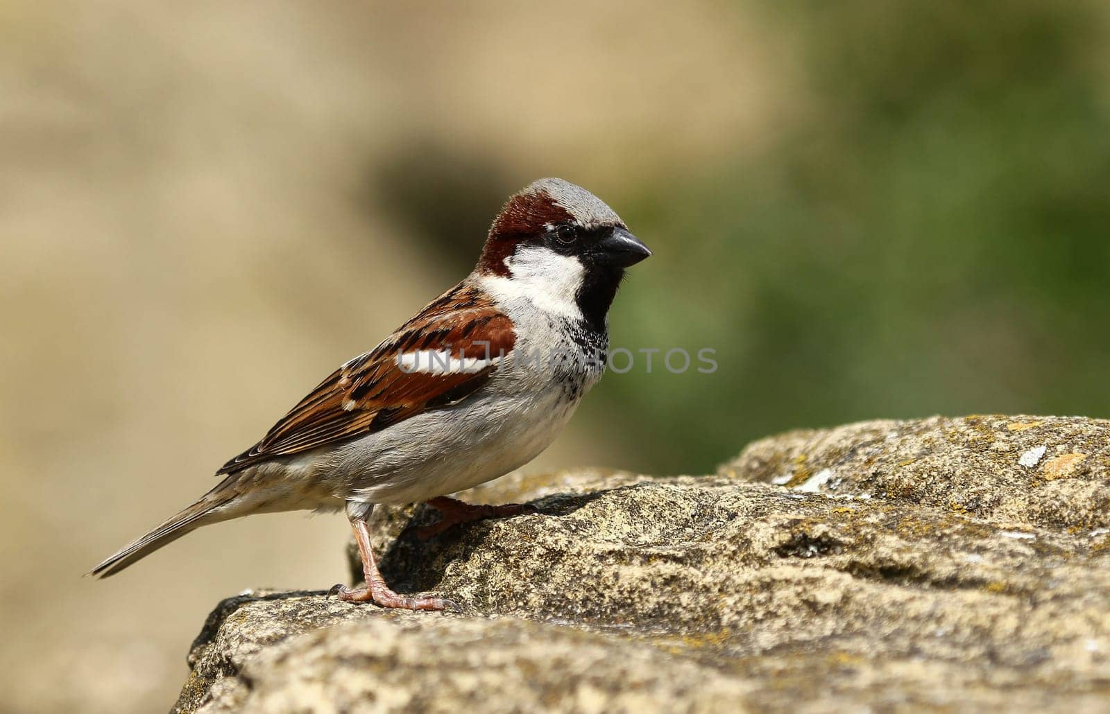 Sparrow