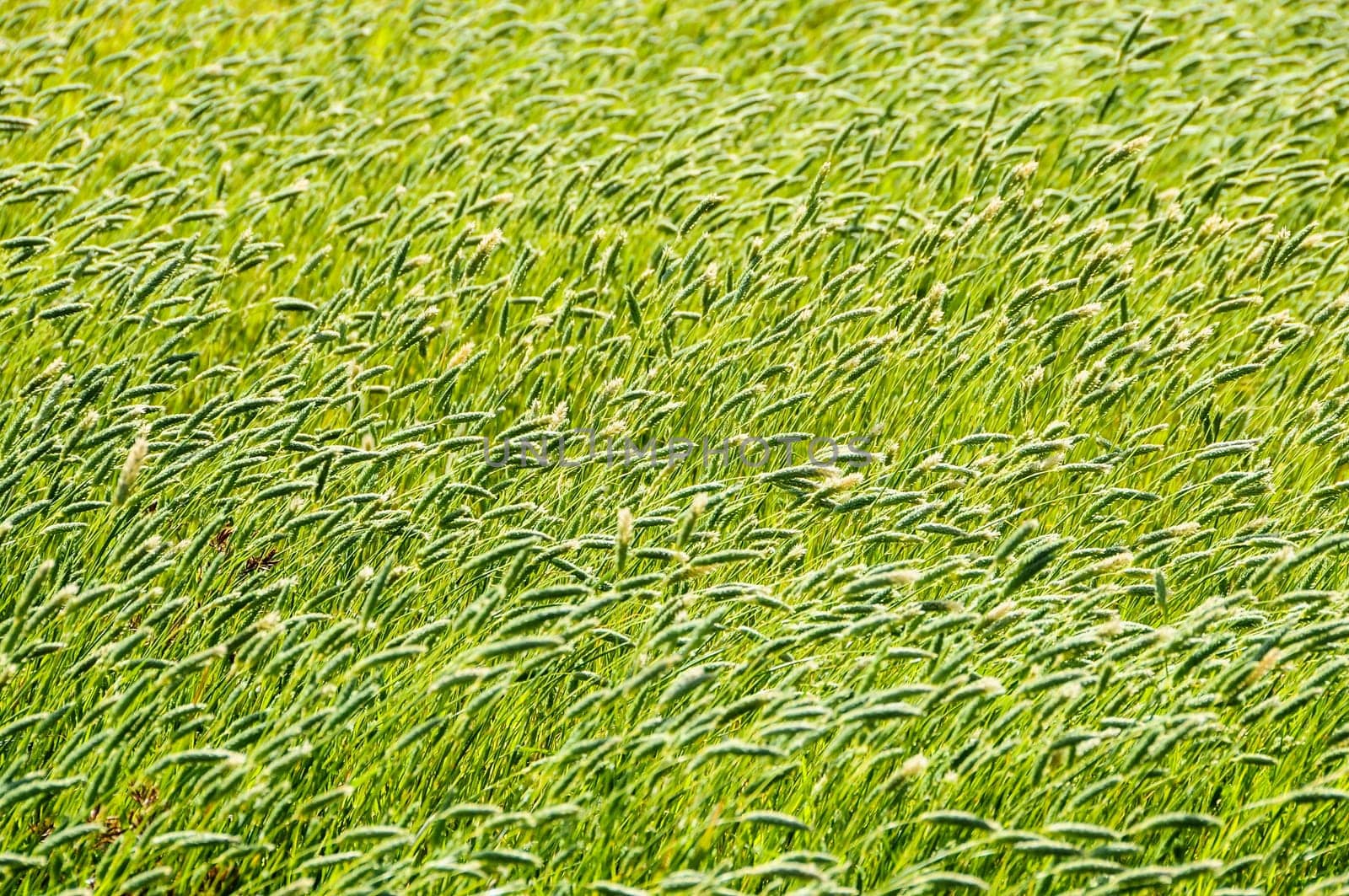 Texture Grass Background Pattern on an Isolated Field
