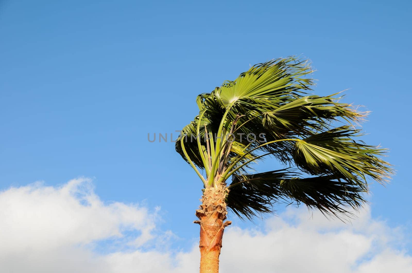 Palm Tree Blowing In The Wind Tenerife Canary Islands Spain