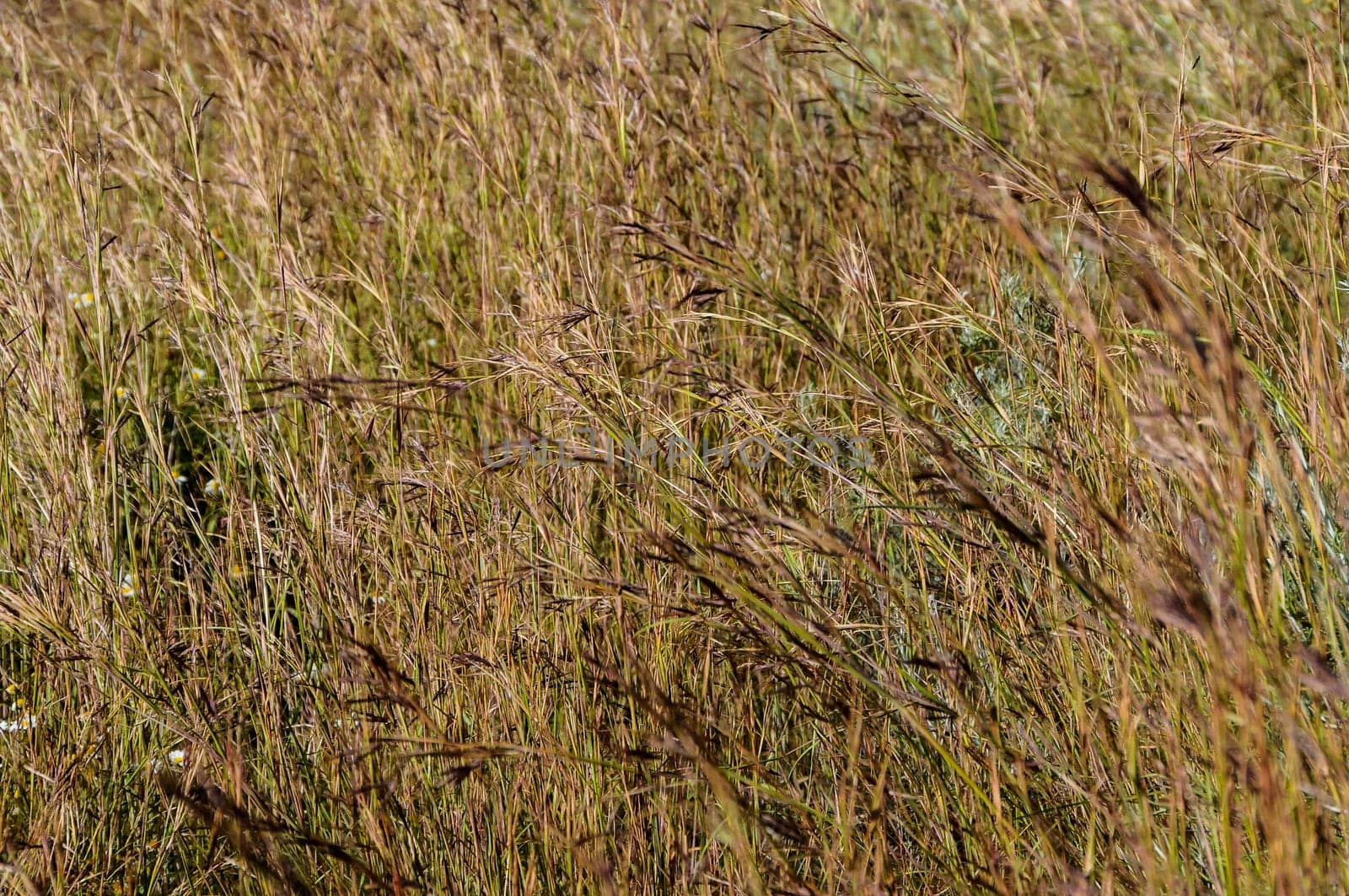 Texture Grass Background Pattern on an Isolated Field