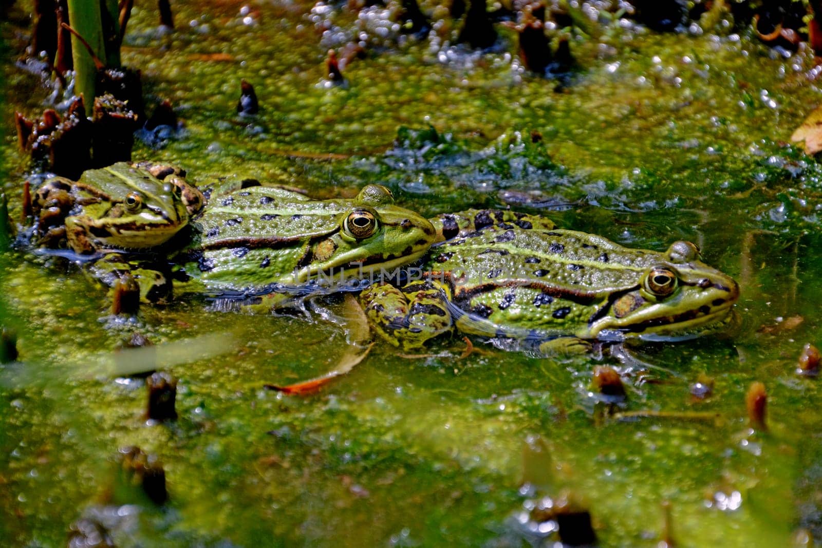 Frog