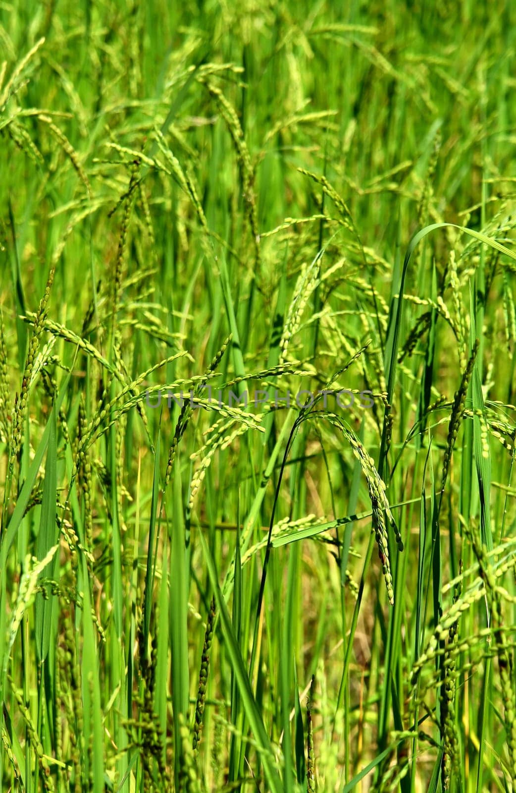 Green rice field texture wallpaper, Nepal
