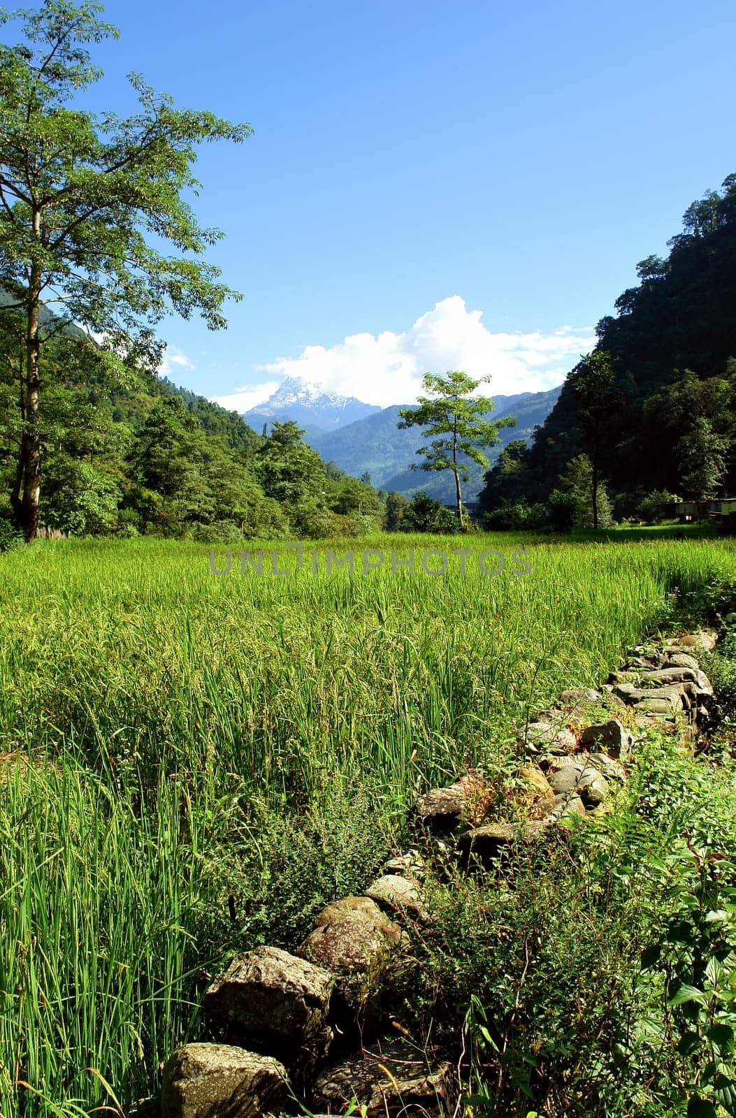 Green rice fields landscape, trek to Annapurna Base Camp in Nepal.