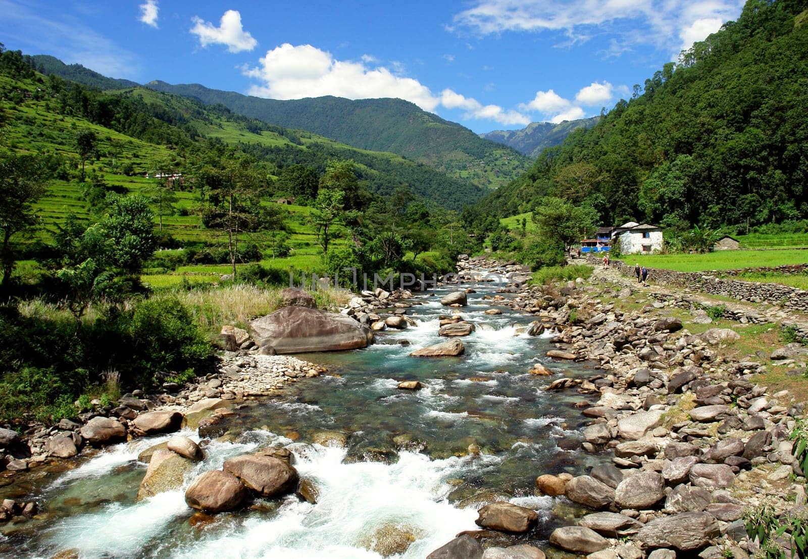 Green rice fields and mountain river landscape, trek to Annapurna Base Camp in Nepal