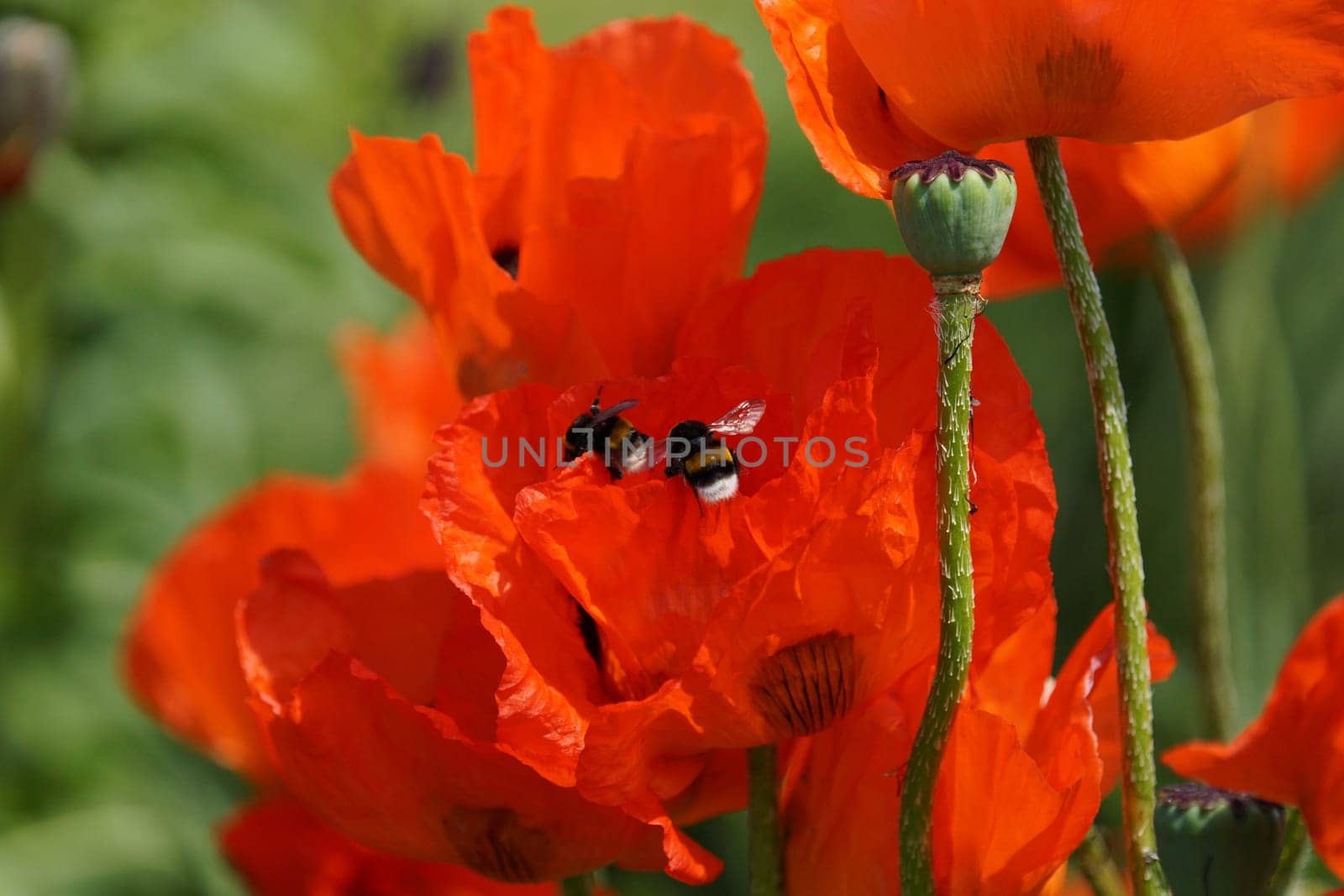 Two bumblebees in a poppy bluete