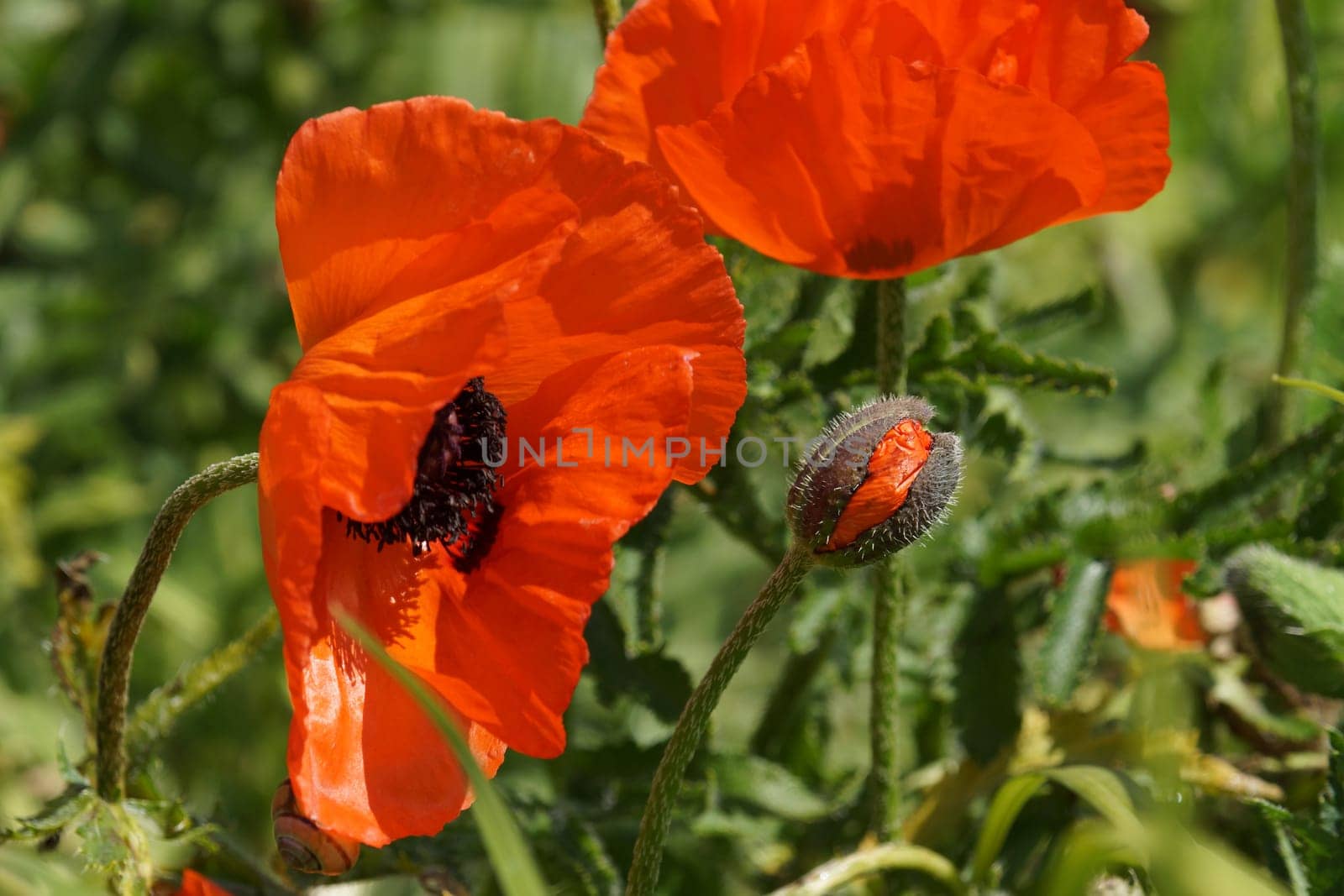 Poppy bluete