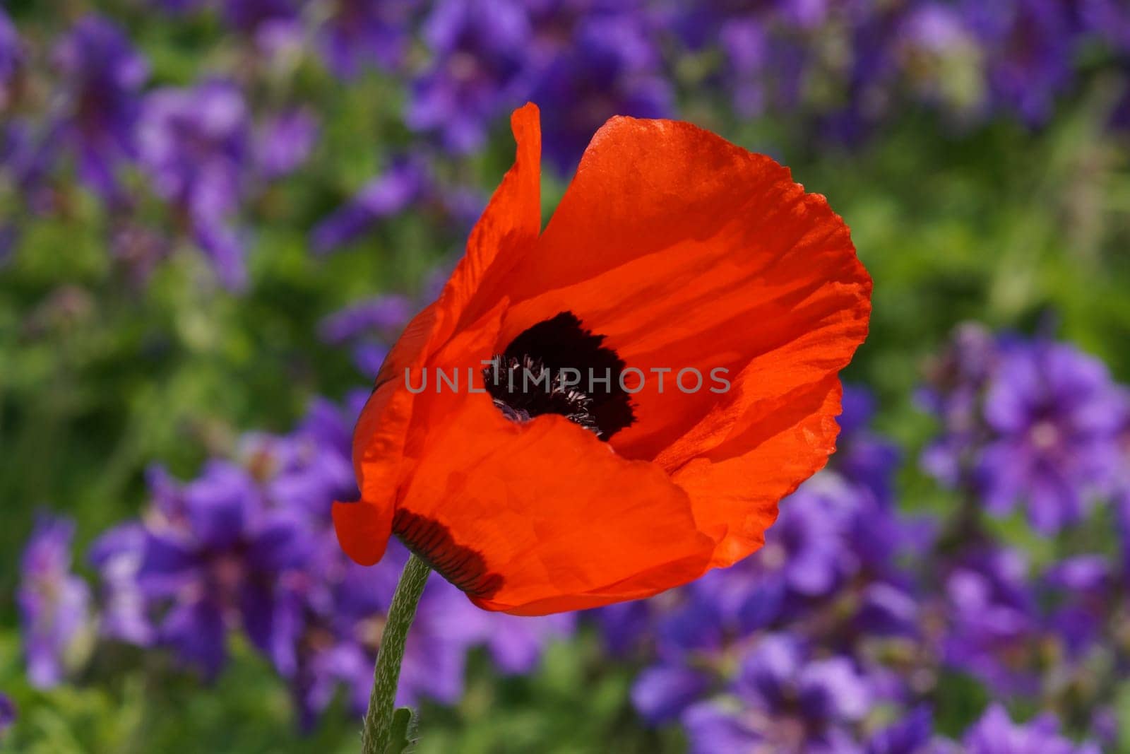 Poppy bluete