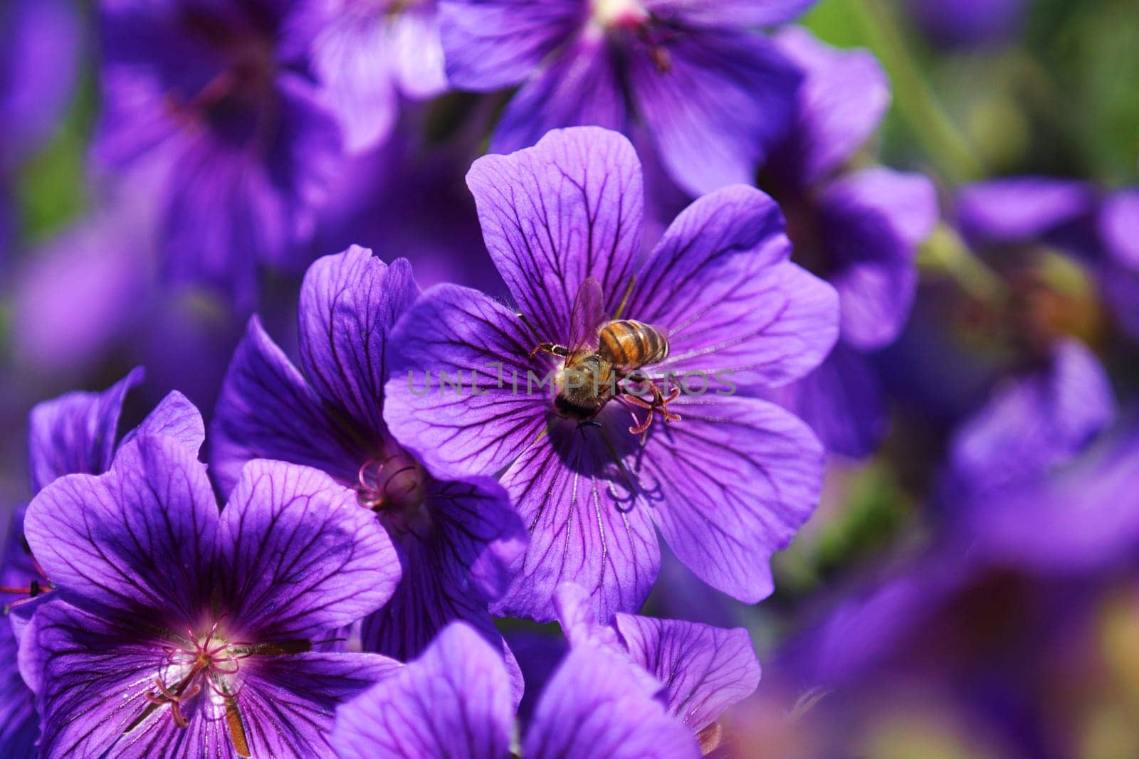 Bee in blue Malvenbluete