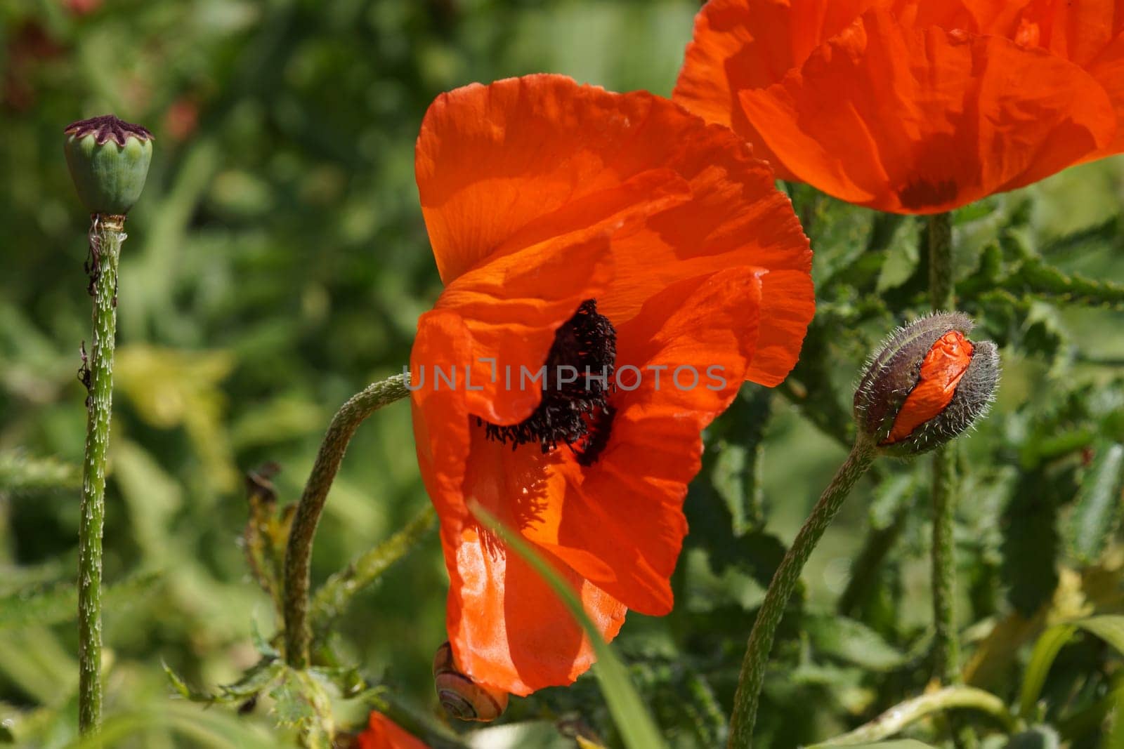 Poppy bluete