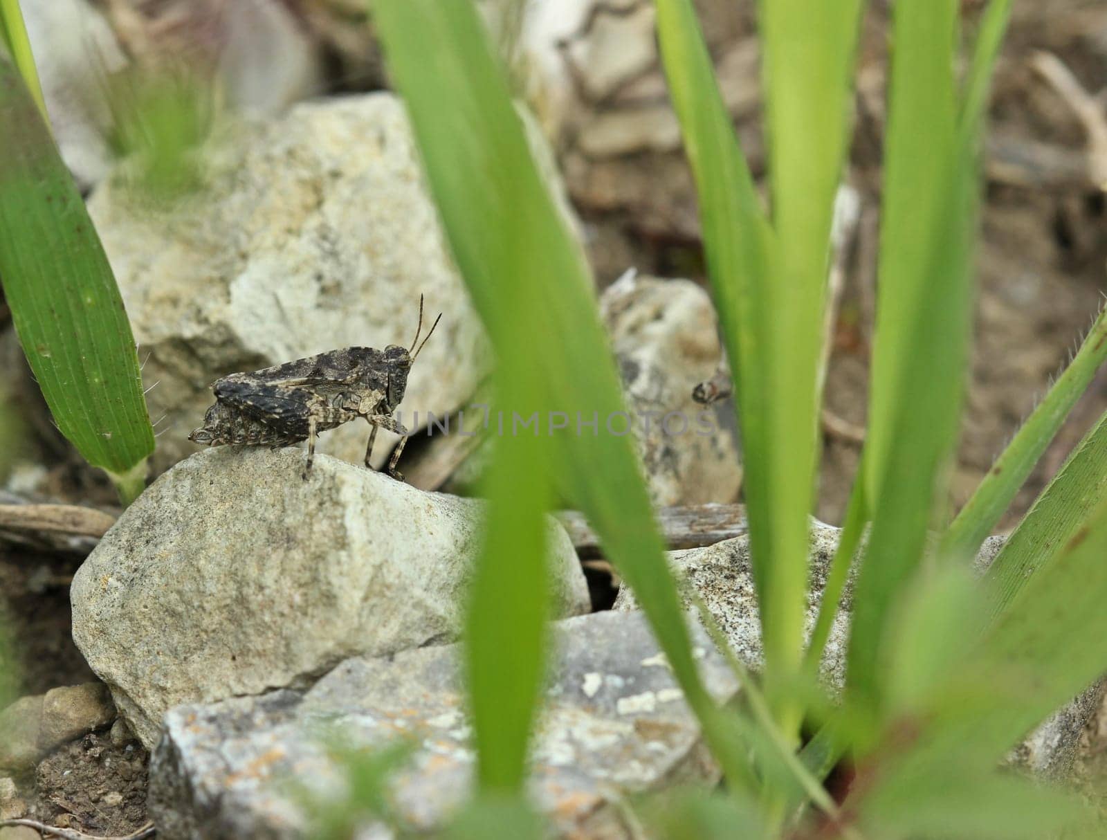 Long-feeling thorn scare (Tetrix tenuicornis) at the Dörnberg