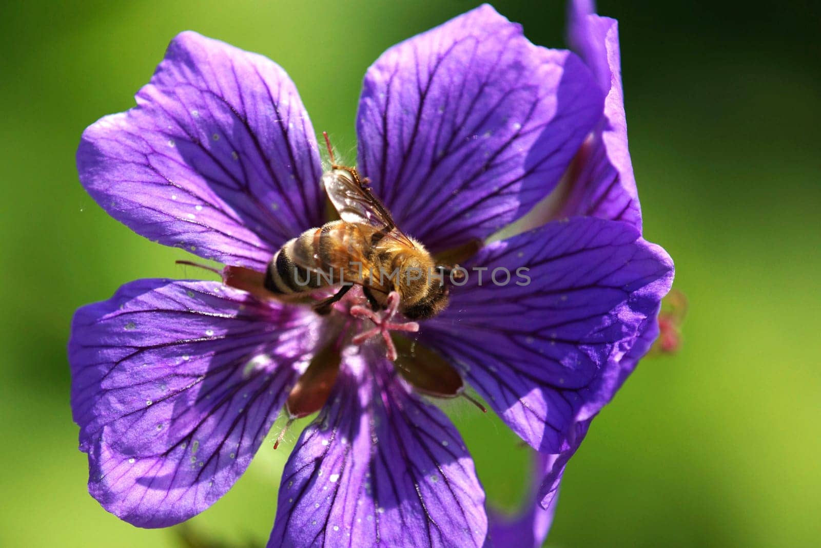 Bee in blue Malvenbluete