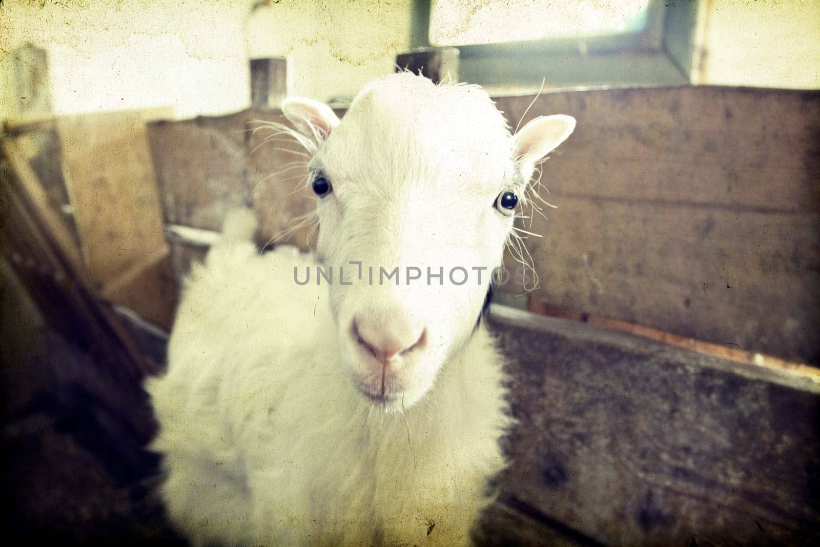 Vintage photo of a goat