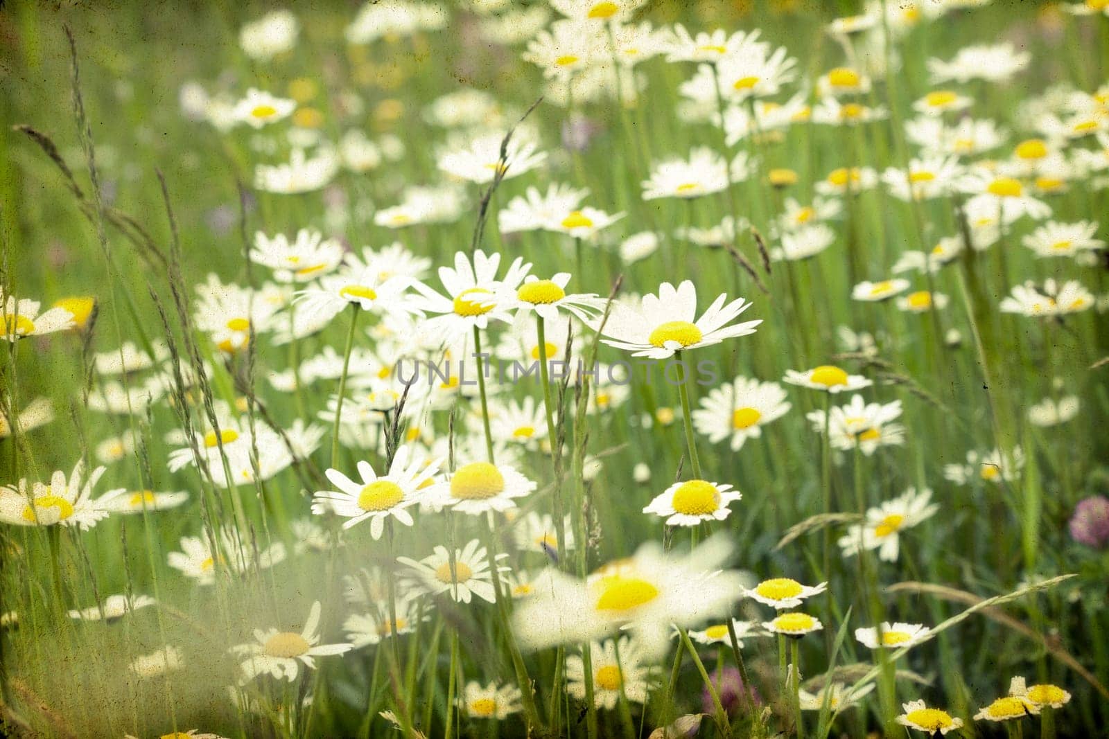 Vintage photo of a marguerite field