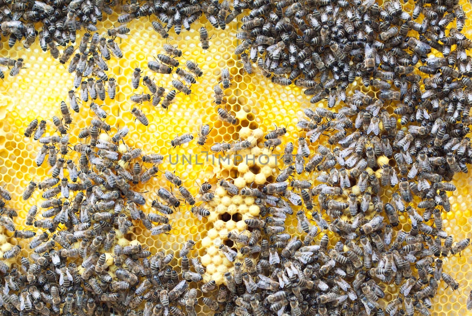 Crowd of working bees on honeycomb