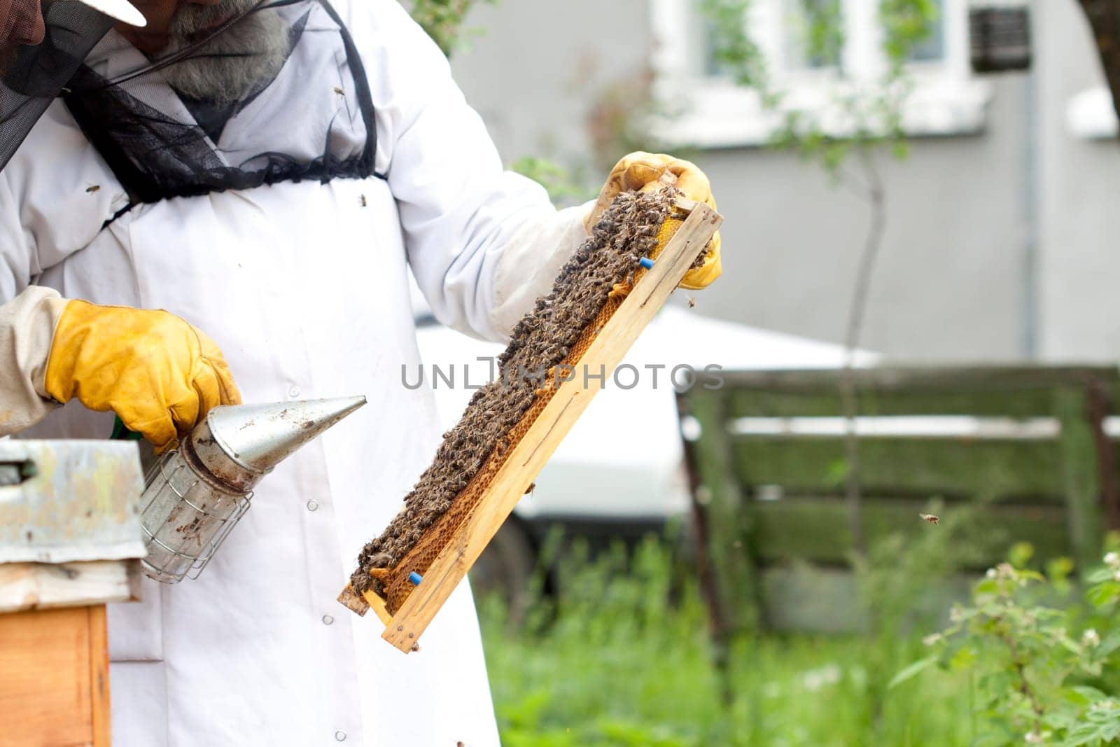 Working apiarist - Beekeeper holding a frame of honeycomb