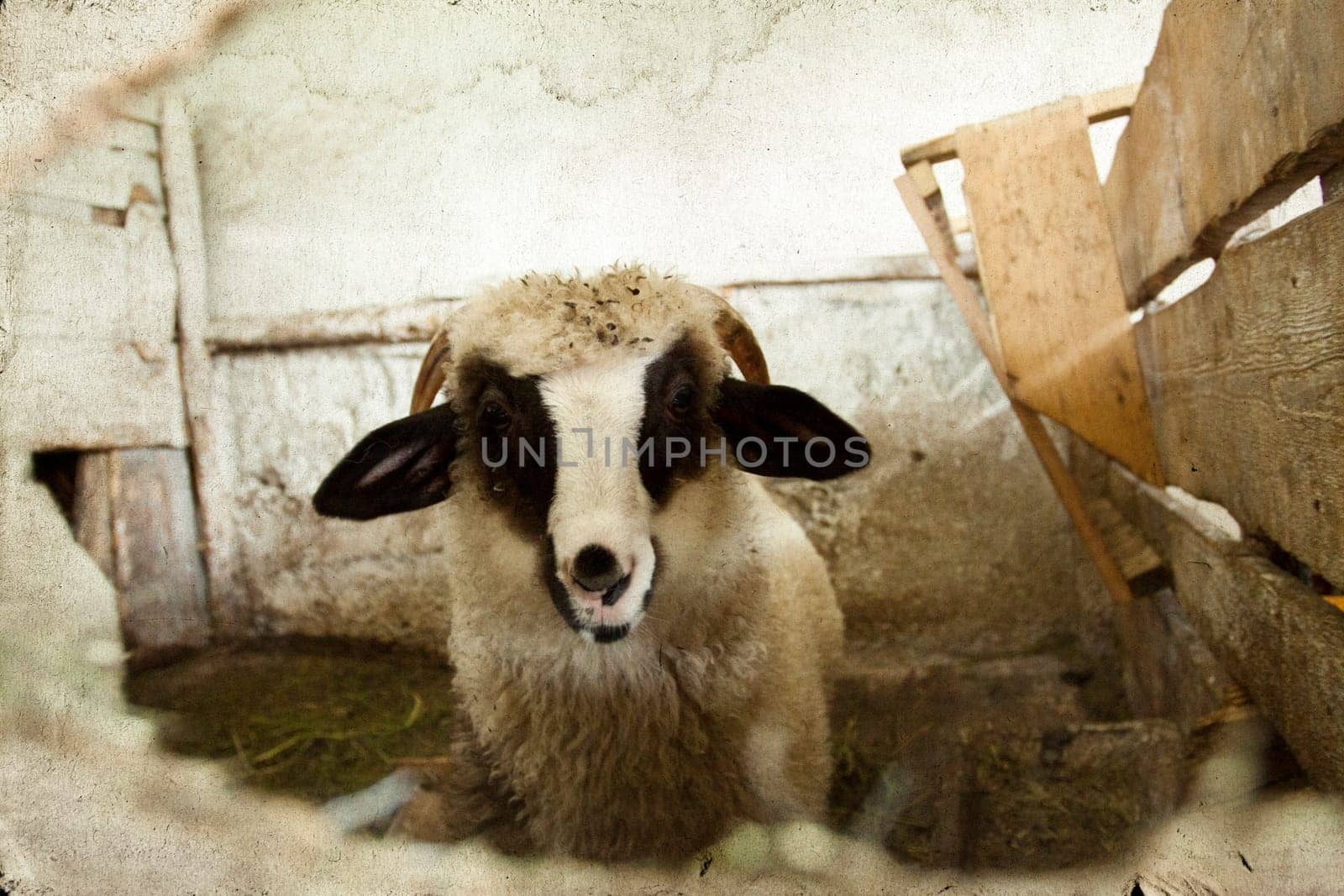 Vintage photo of sheep in pen