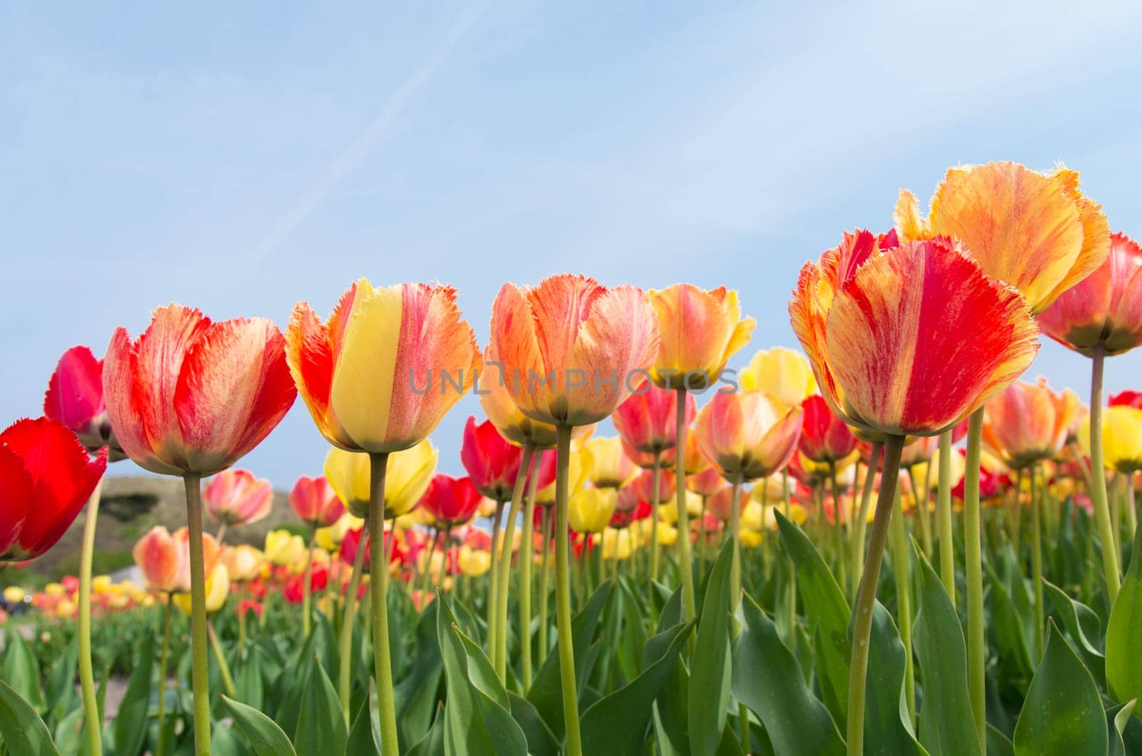 colorful tulips under a sunny sky
