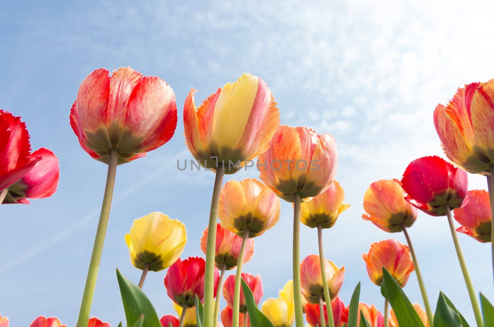 colorful tulips under a sunny sky