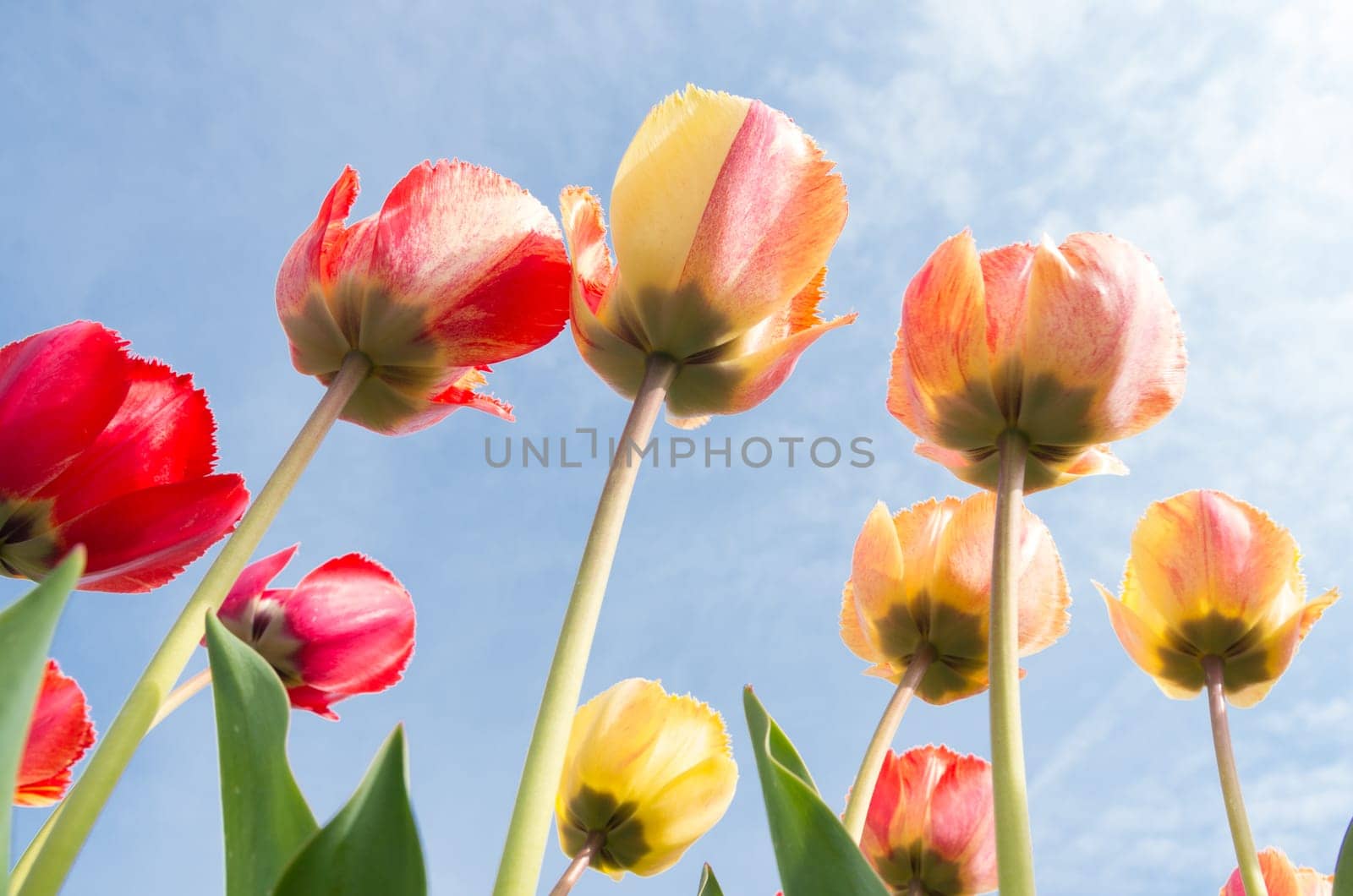 colorful tulips under a sunny sky