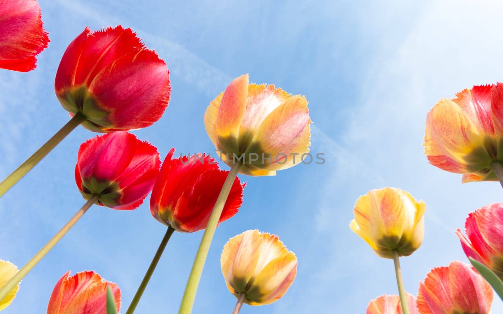 low angle view of a field with beautiful colorful tulips