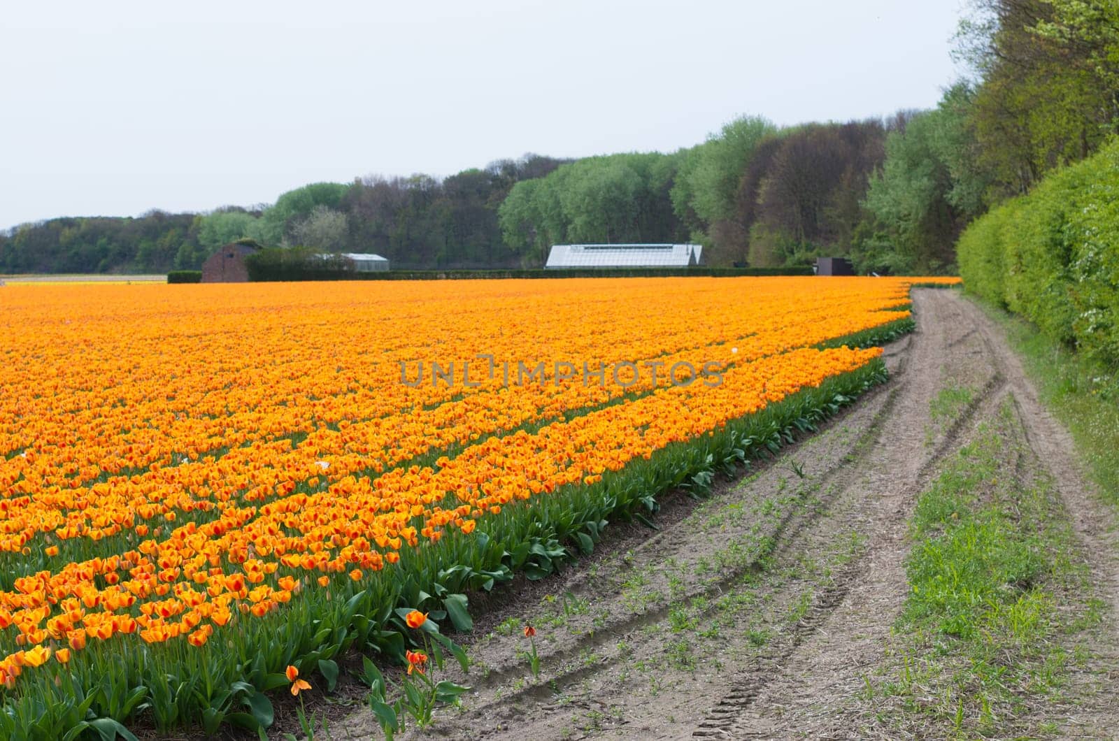 field with orange tulips in the netherlands