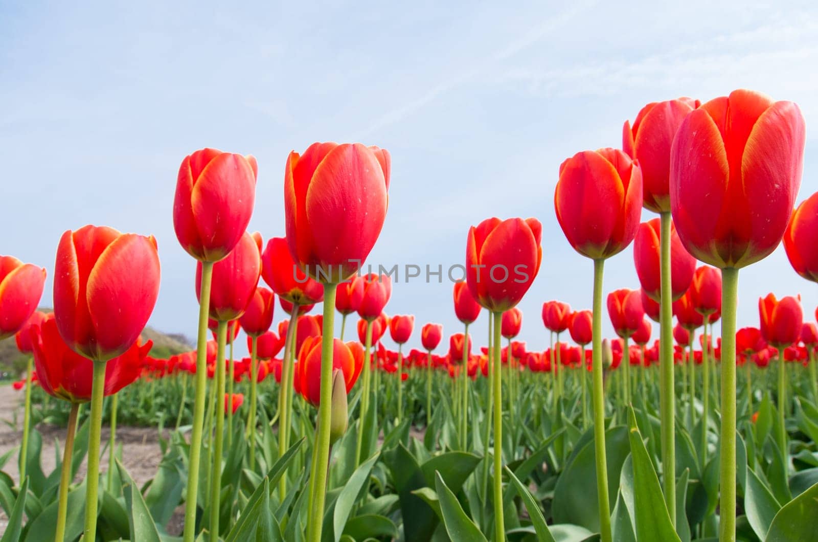 field with blooming red tulips under a sunny sky