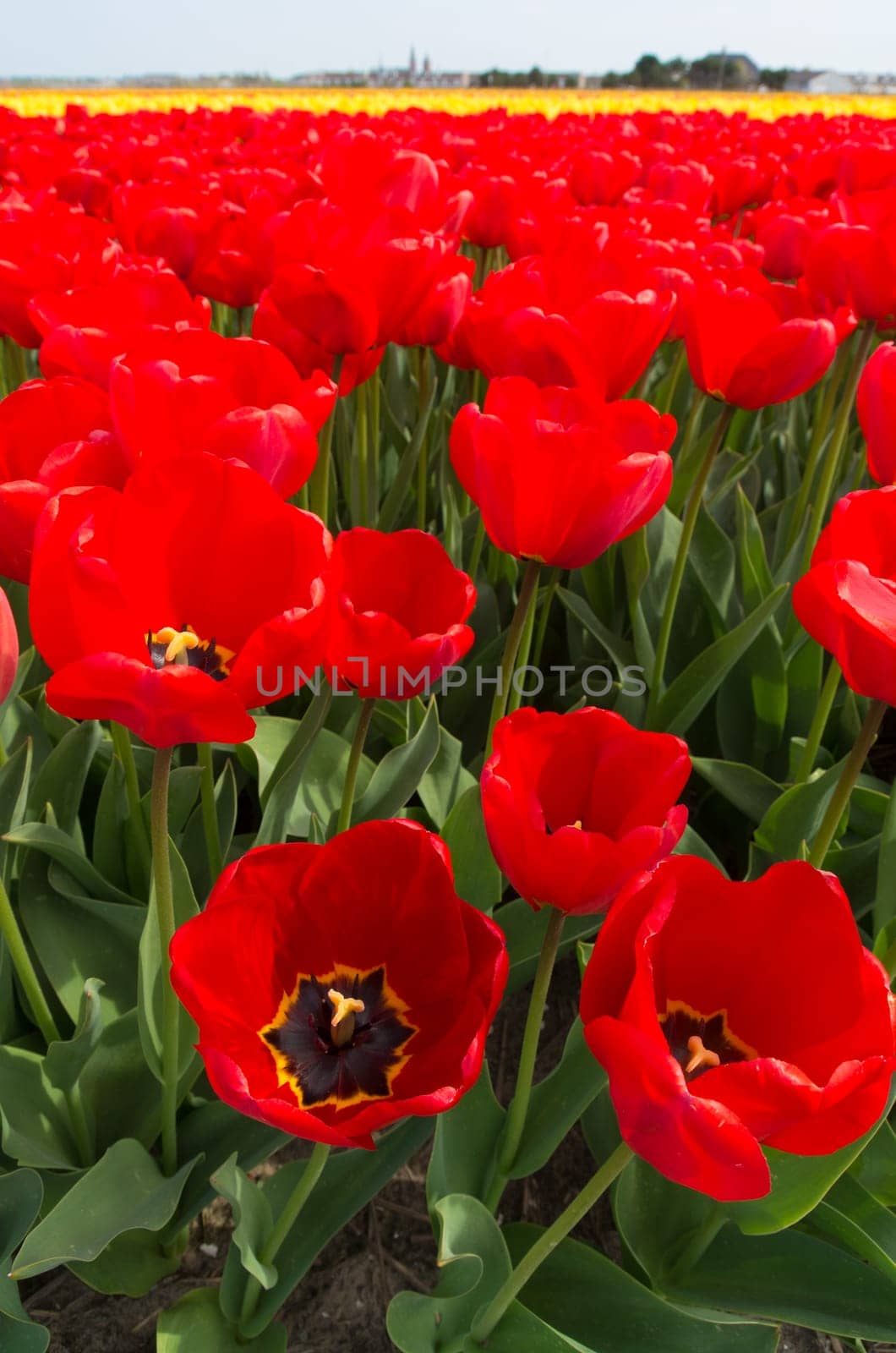 field with red tulips in the netherlands