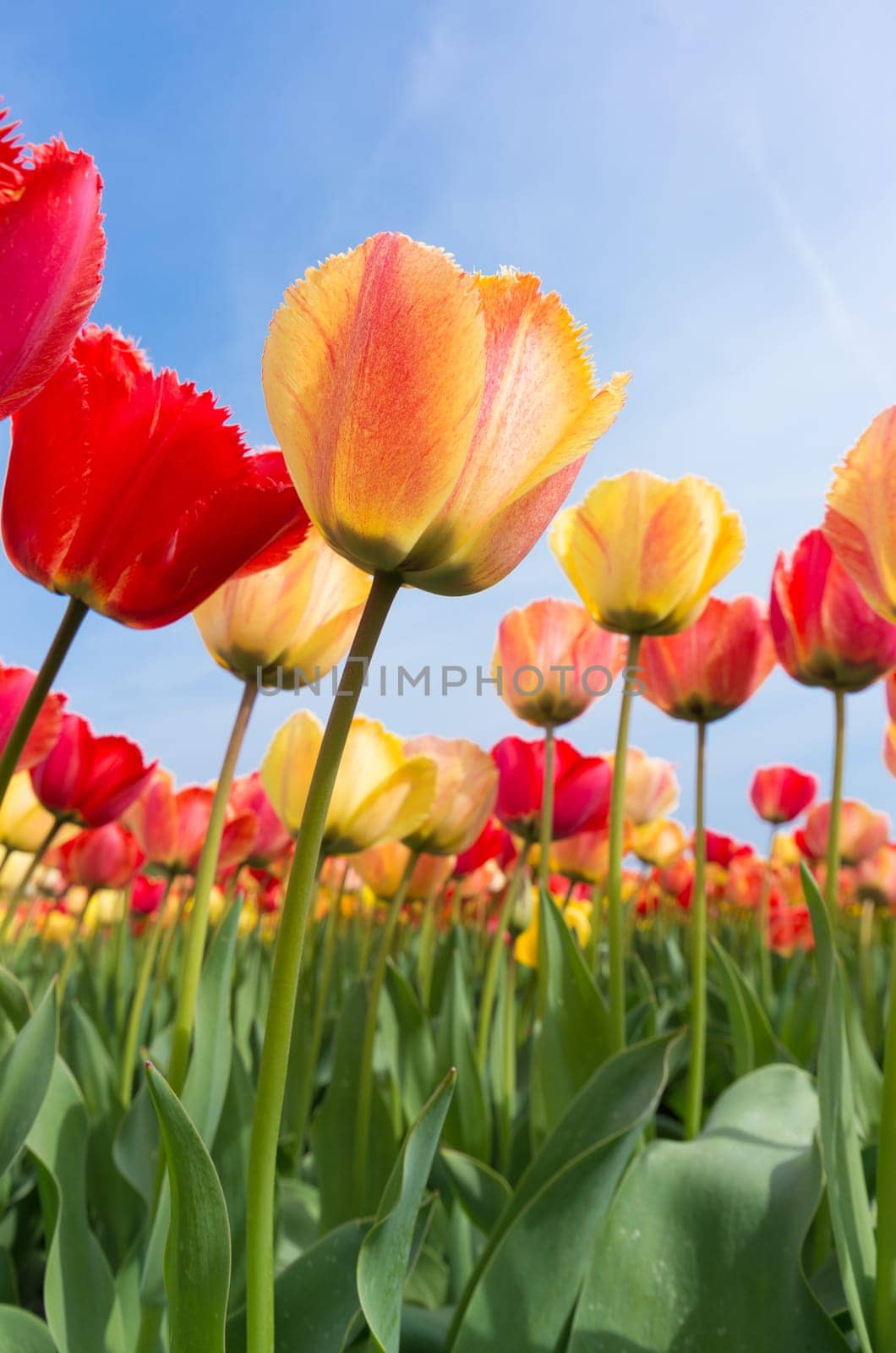 low angle view of a field with beautiful colorful tulips