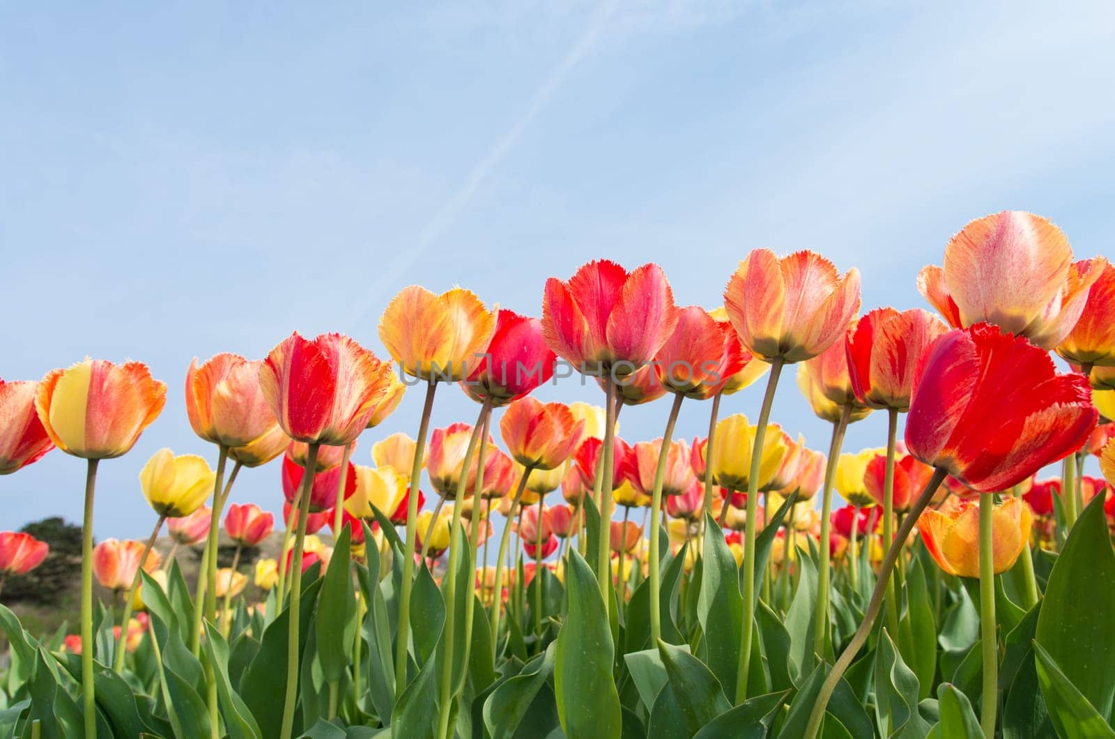 colorful tulips under a sunny sky