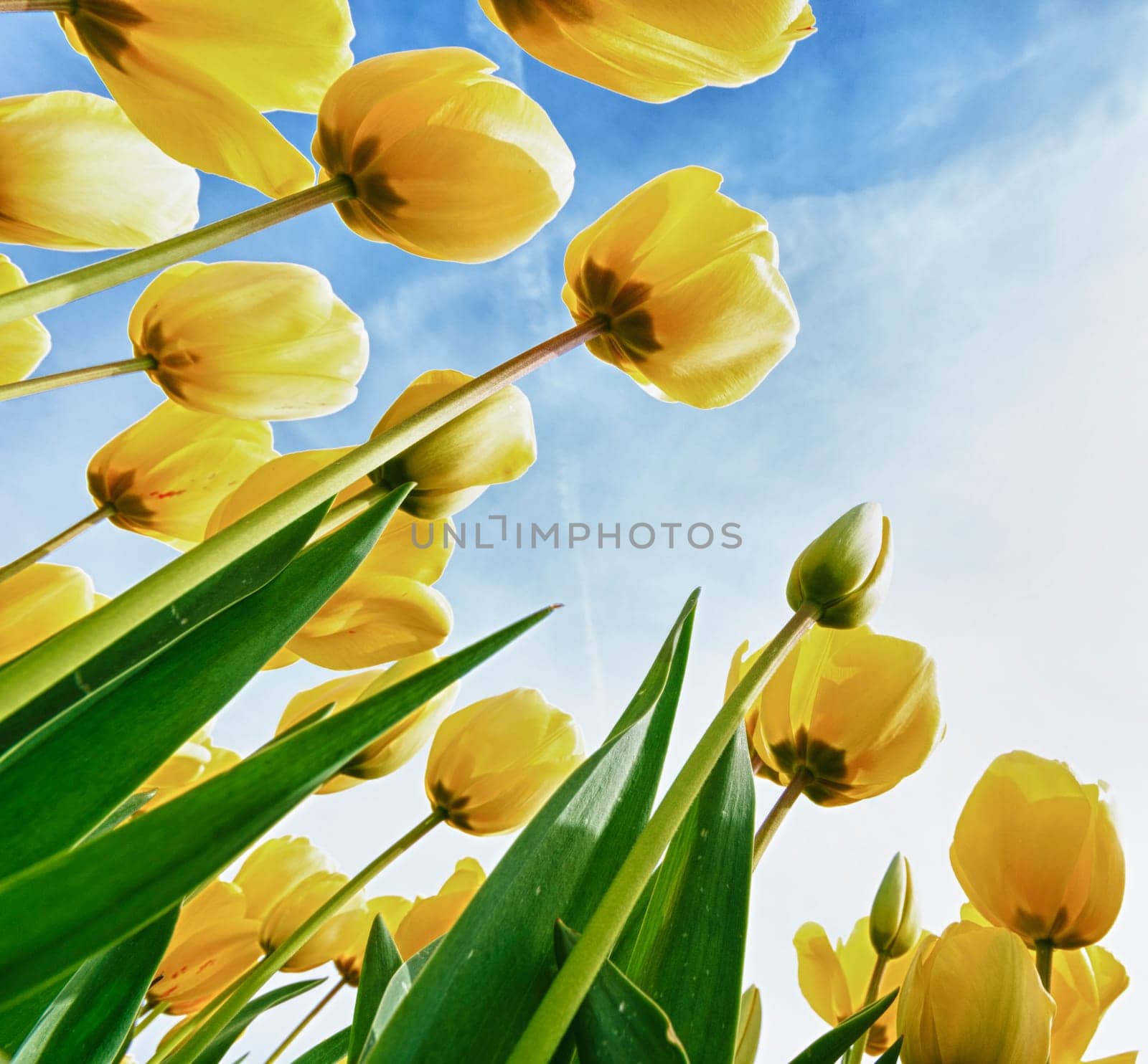 low angle view of a field with beautiful yellow tulips
