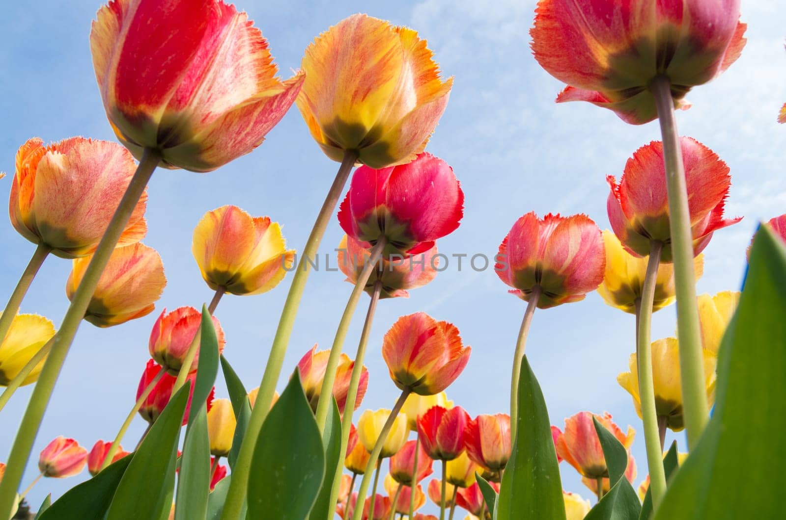 colorful tulips under a sunny sky