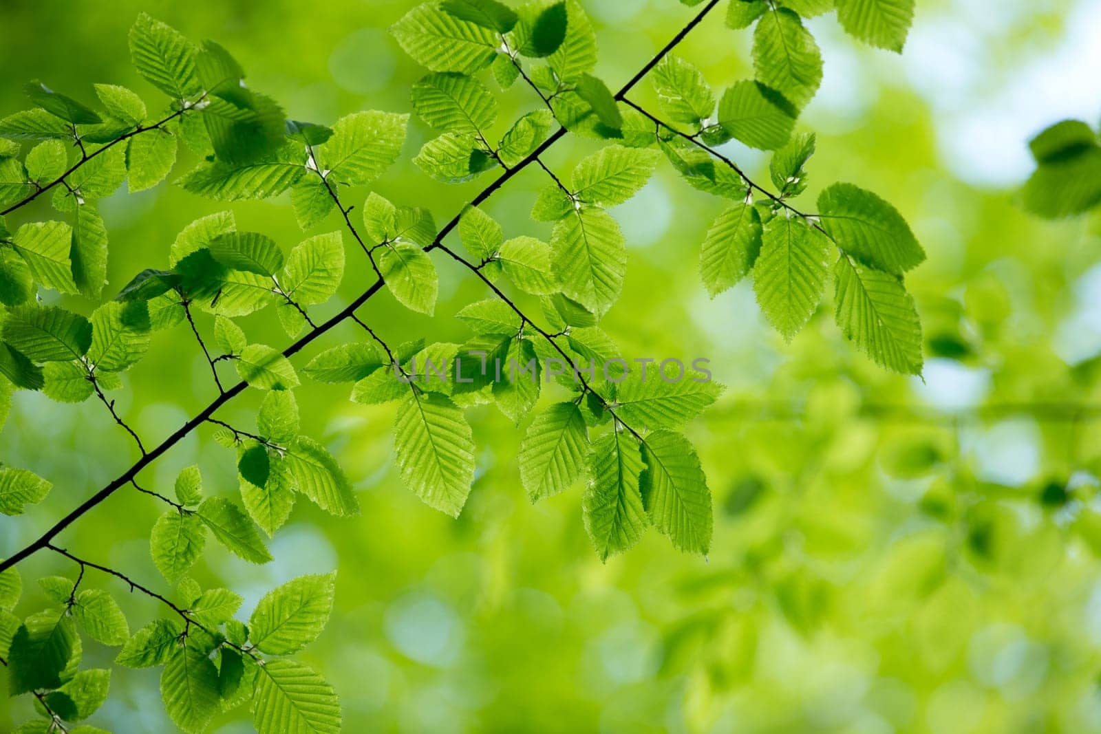 green leaves background in sunny day