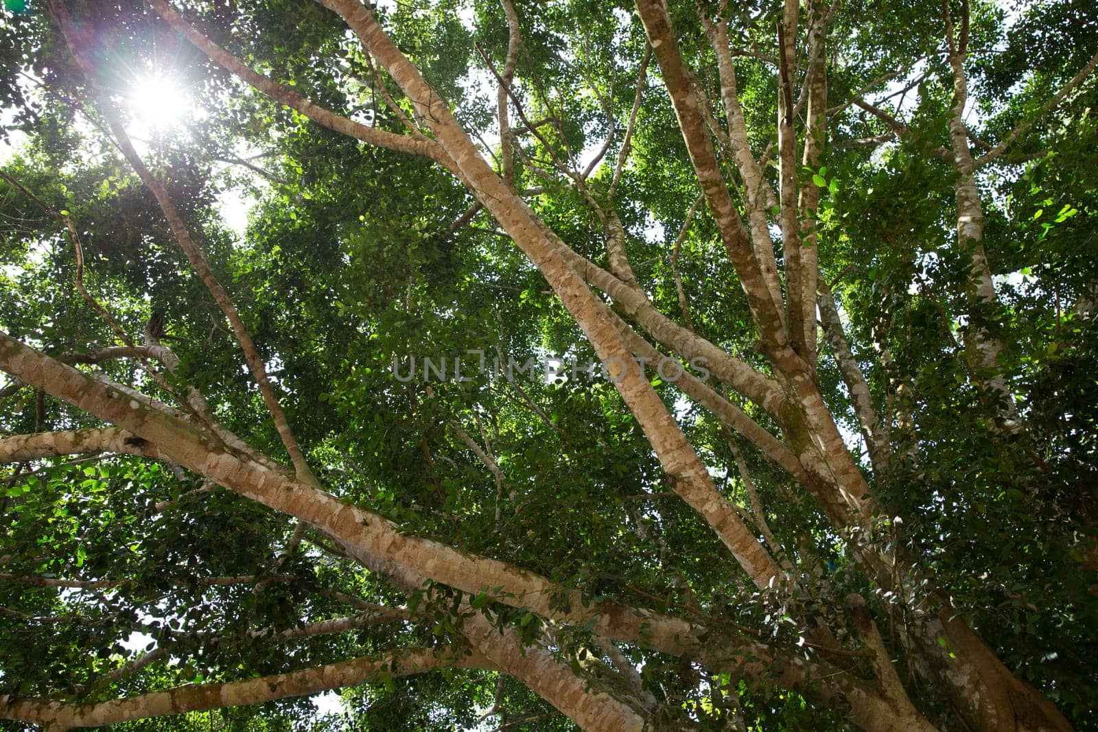Green branches in a wood