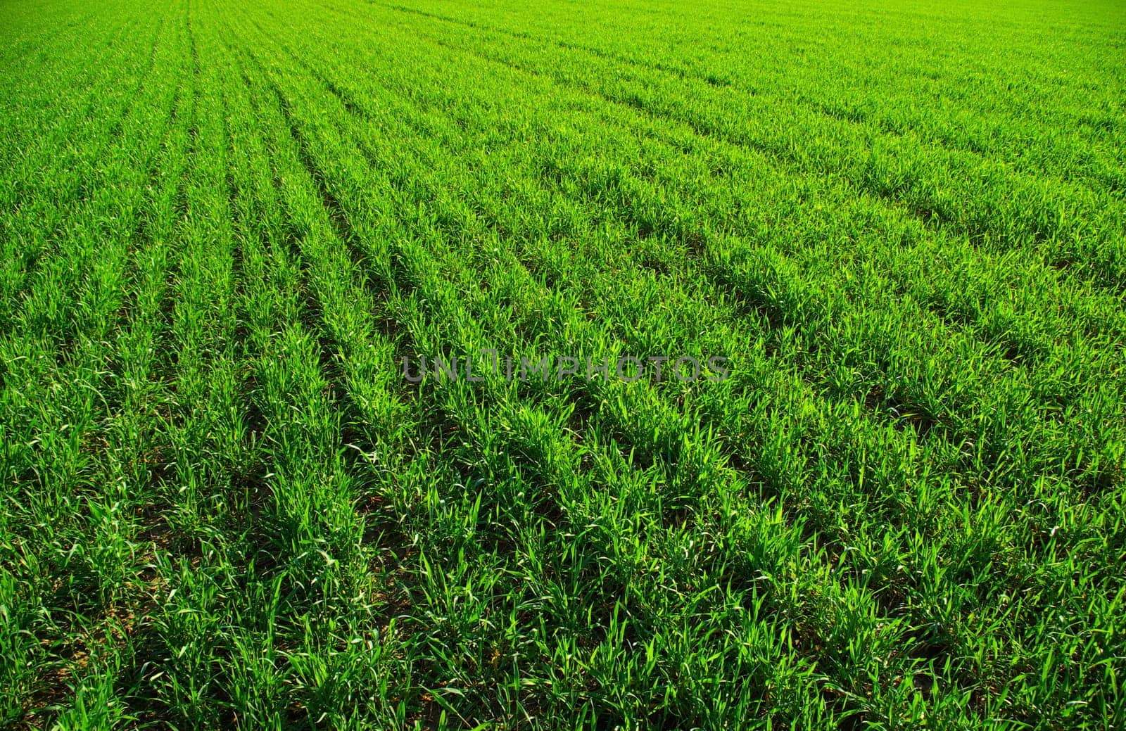 Green grass texture from a  field