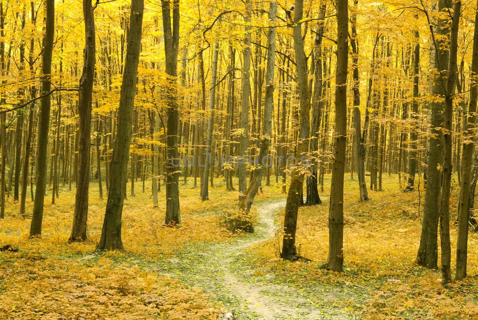 a path is in the autumn forest