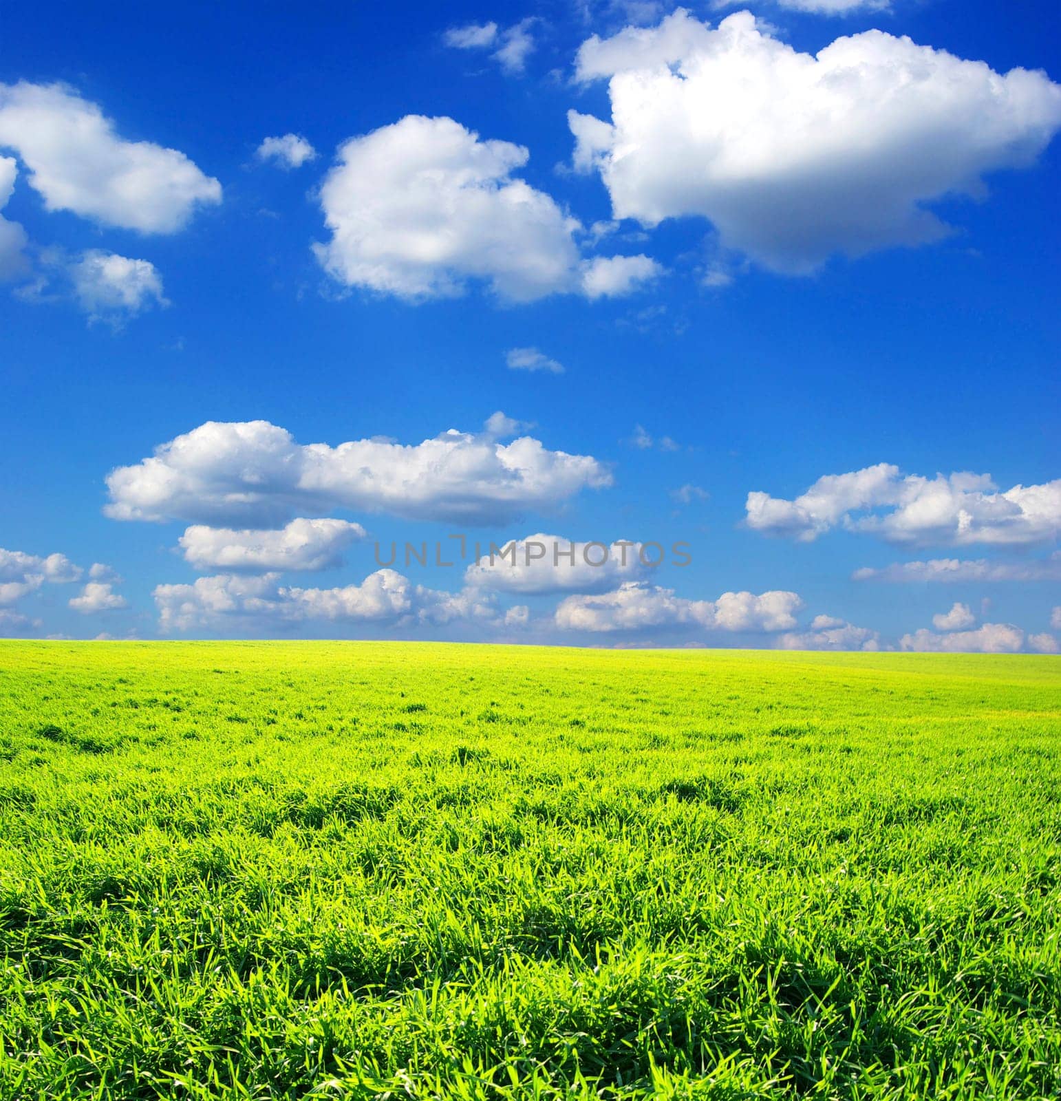 field on a background of the blue sky