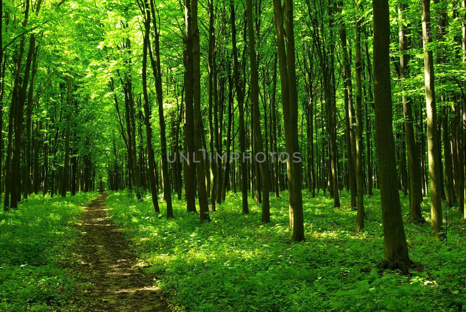 a path is in the green forest