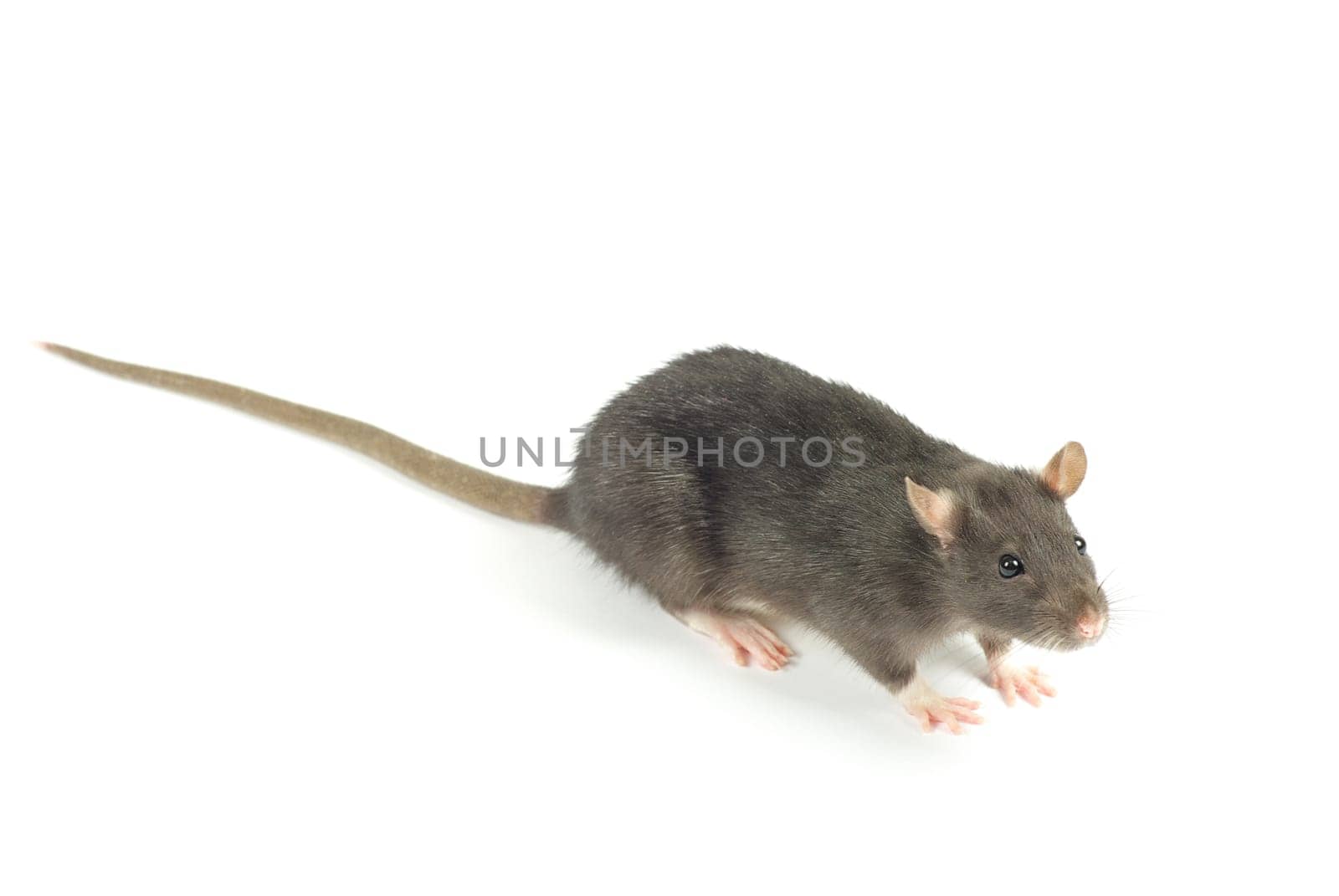 rat  isolated on white background