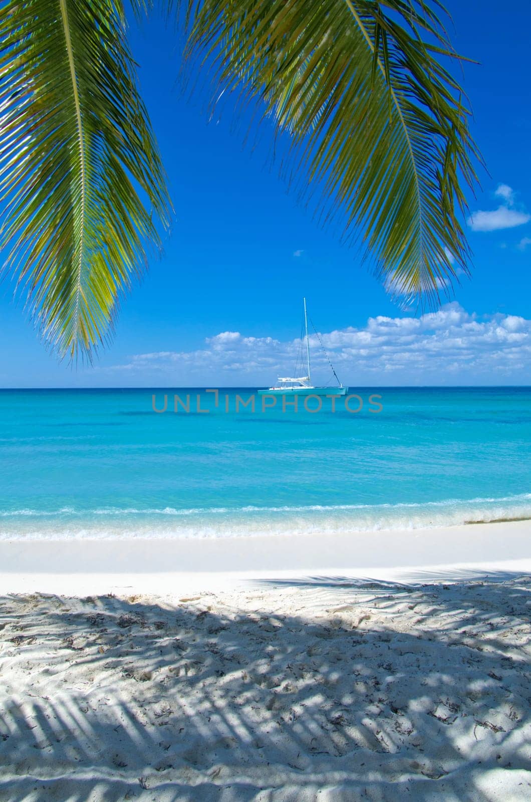 palm trees on tropical beach