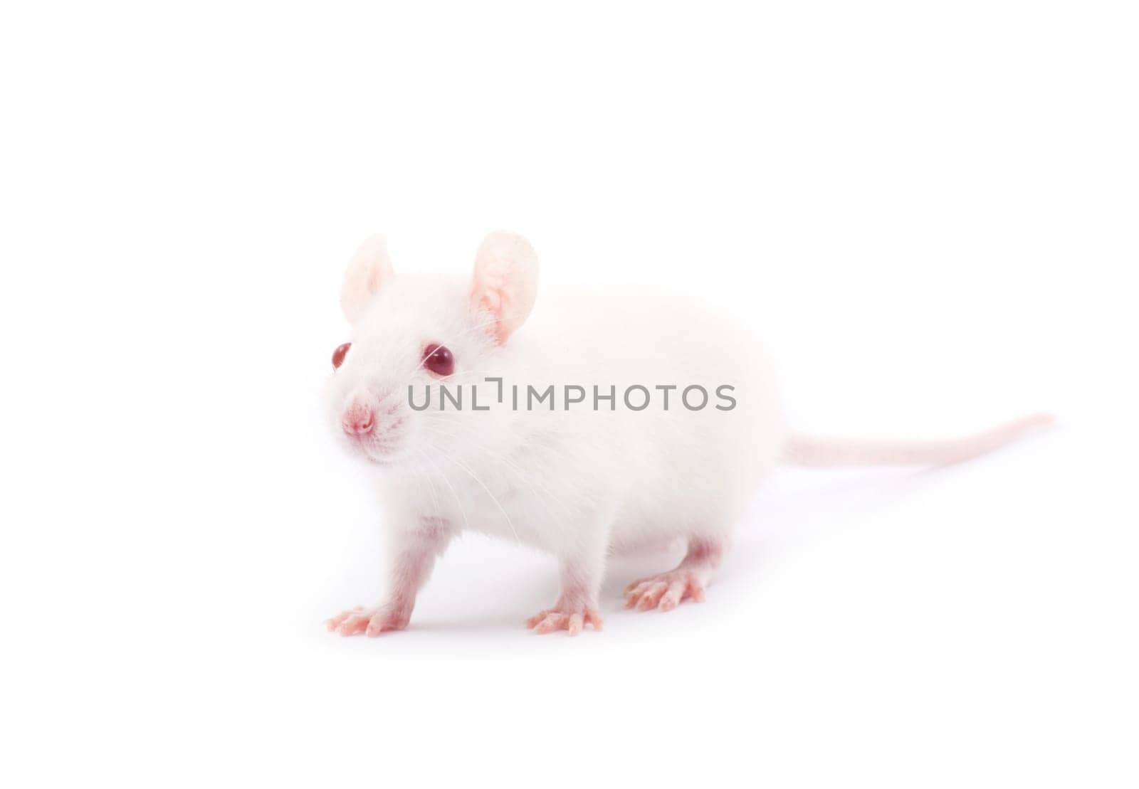 white rat isolated on white background