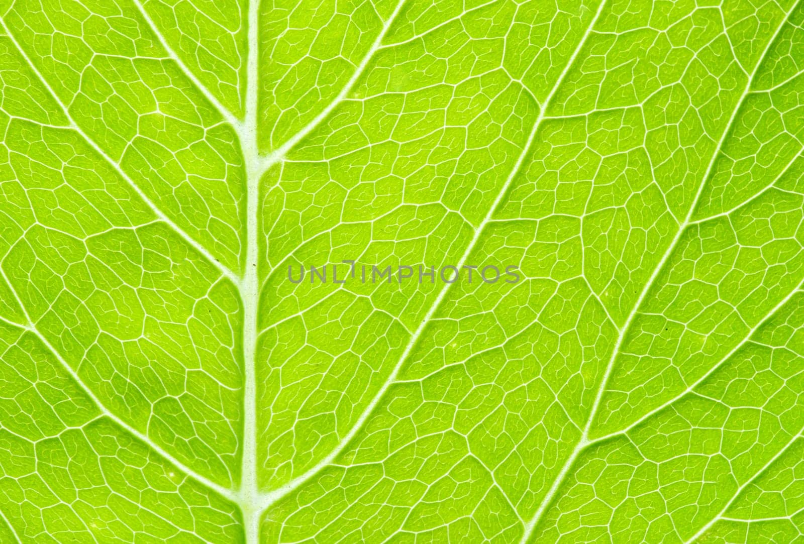 structure of leaf natural background